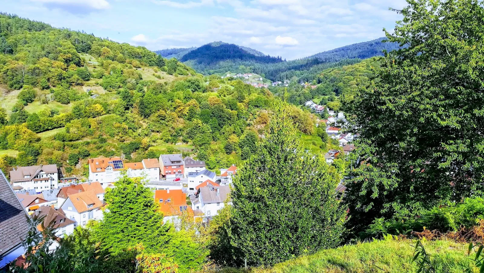 Живописный вид на лес в Шварцвальде