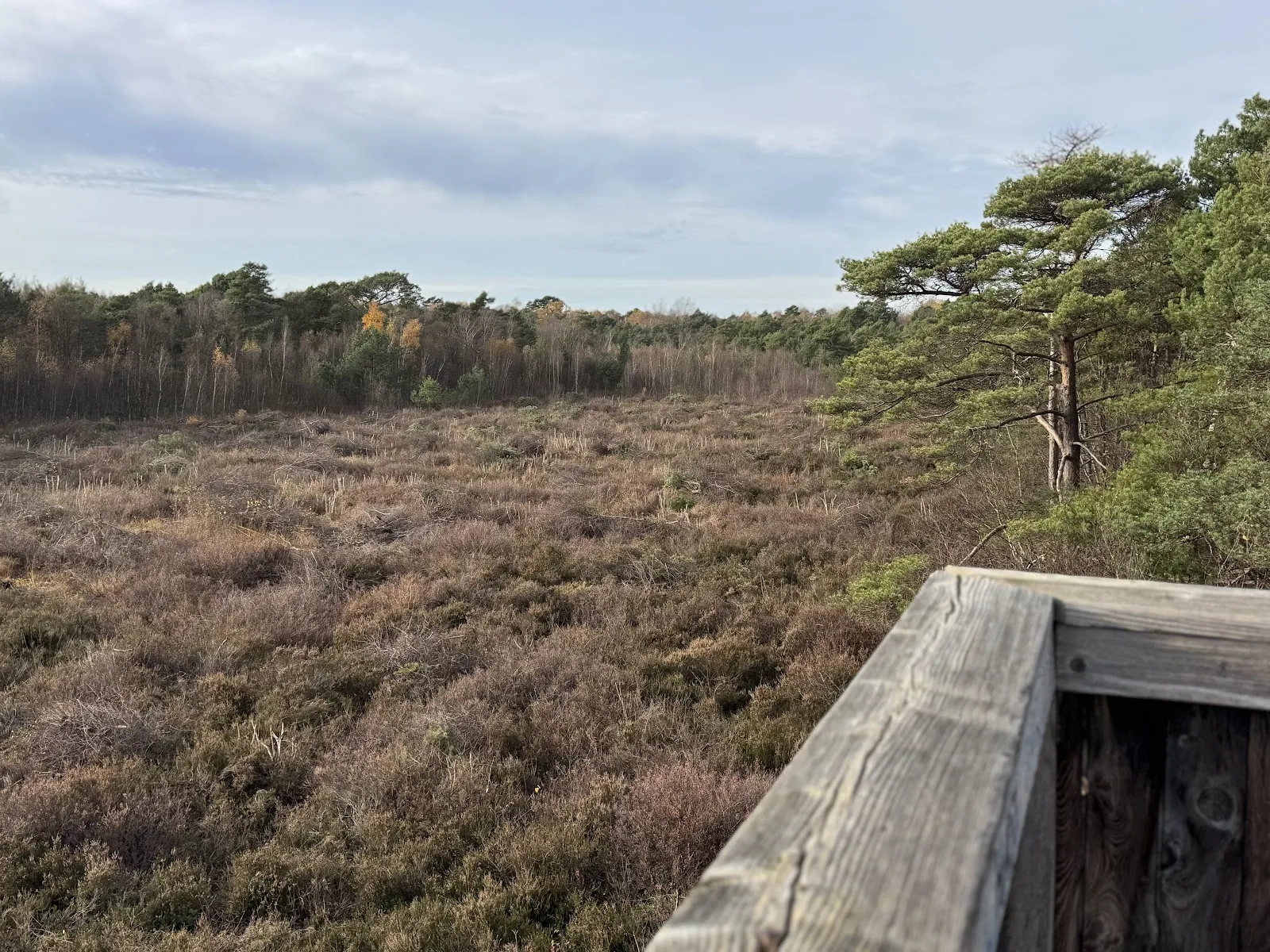 Смотровая площадка «Башня на болоте»