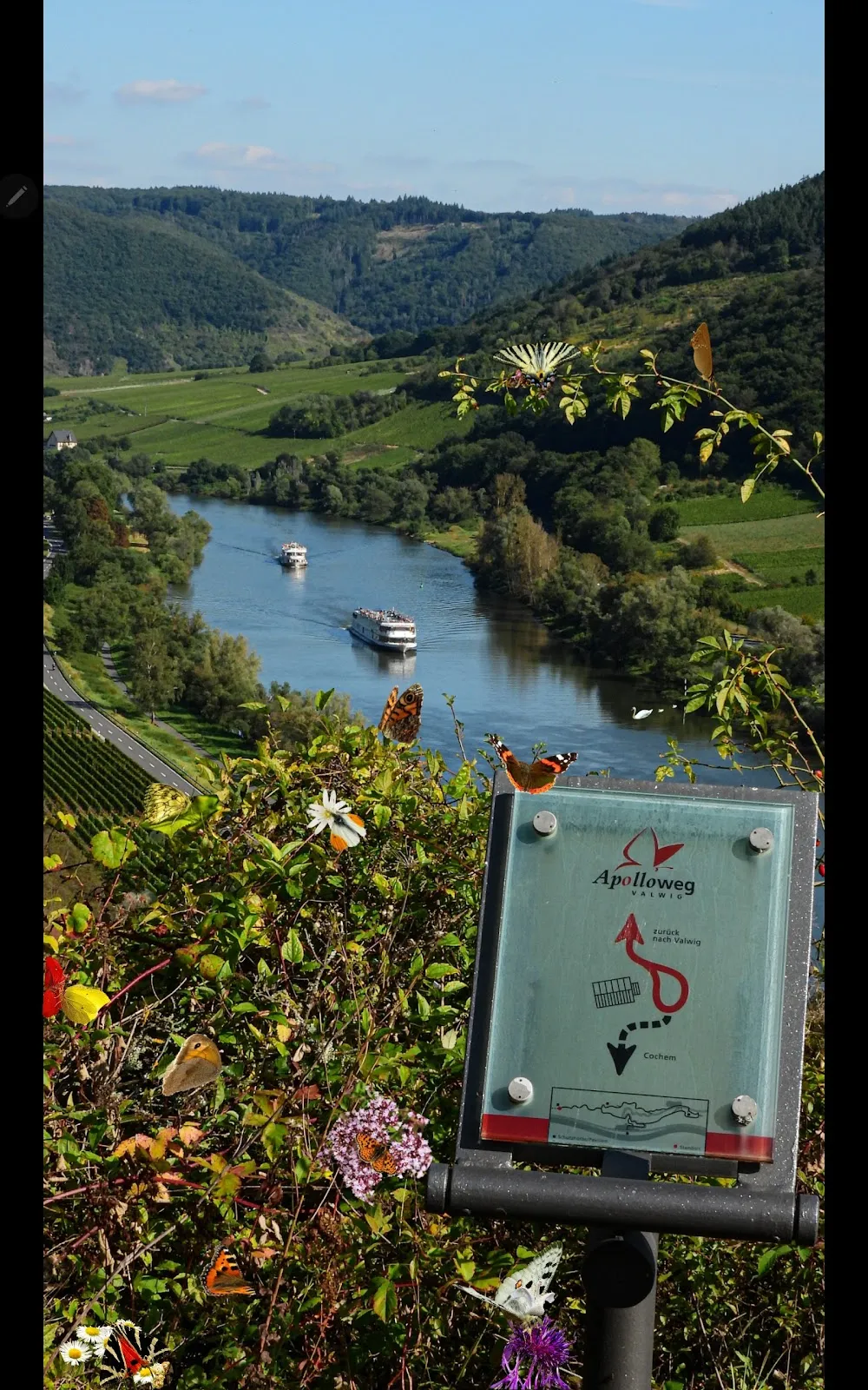 Панорамный вид на долину Мозеля и виноградники со смотровой площадки в Фальвиге.