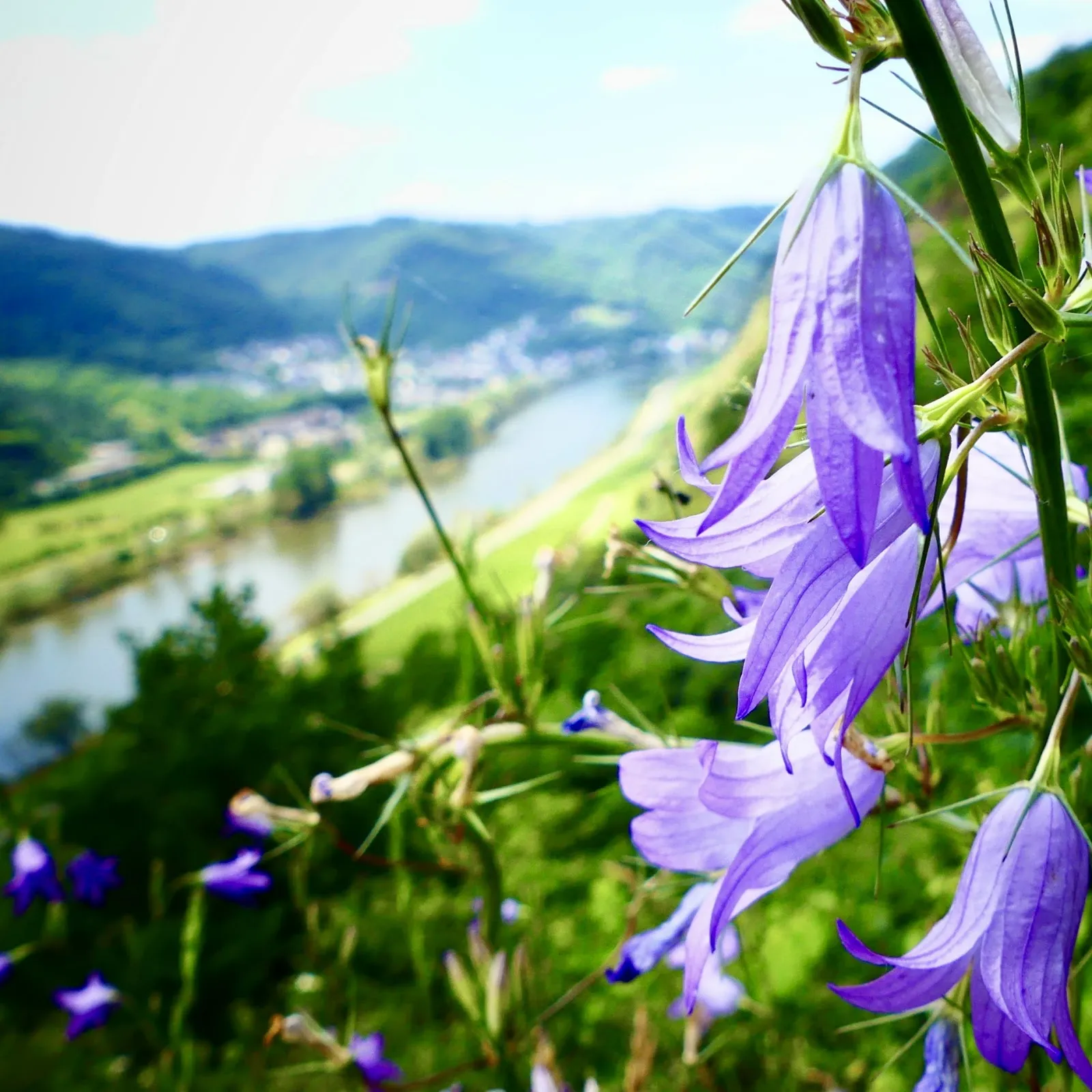Панорамный вид на долину Мозеля и виноградники со смотровой площадки в Фальвиге.