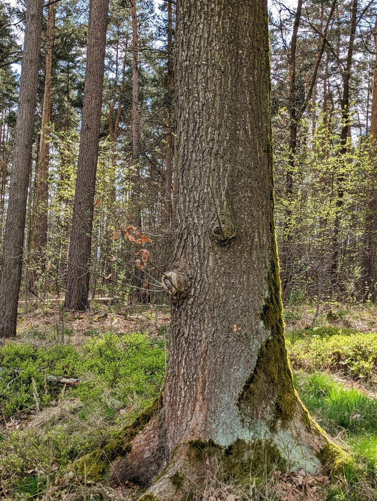 Панорамный вид с обзорной площадки Хартау на долину и город