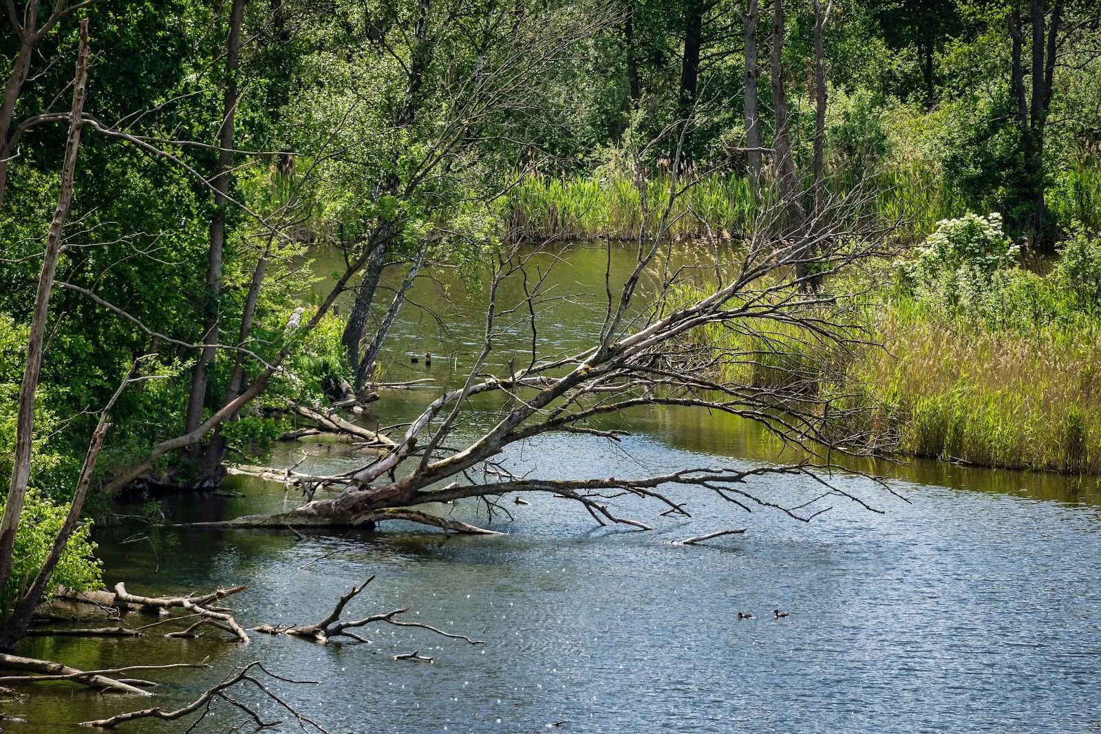 Вид со смотровой площадки на озеро Кёпхензее в Берлине