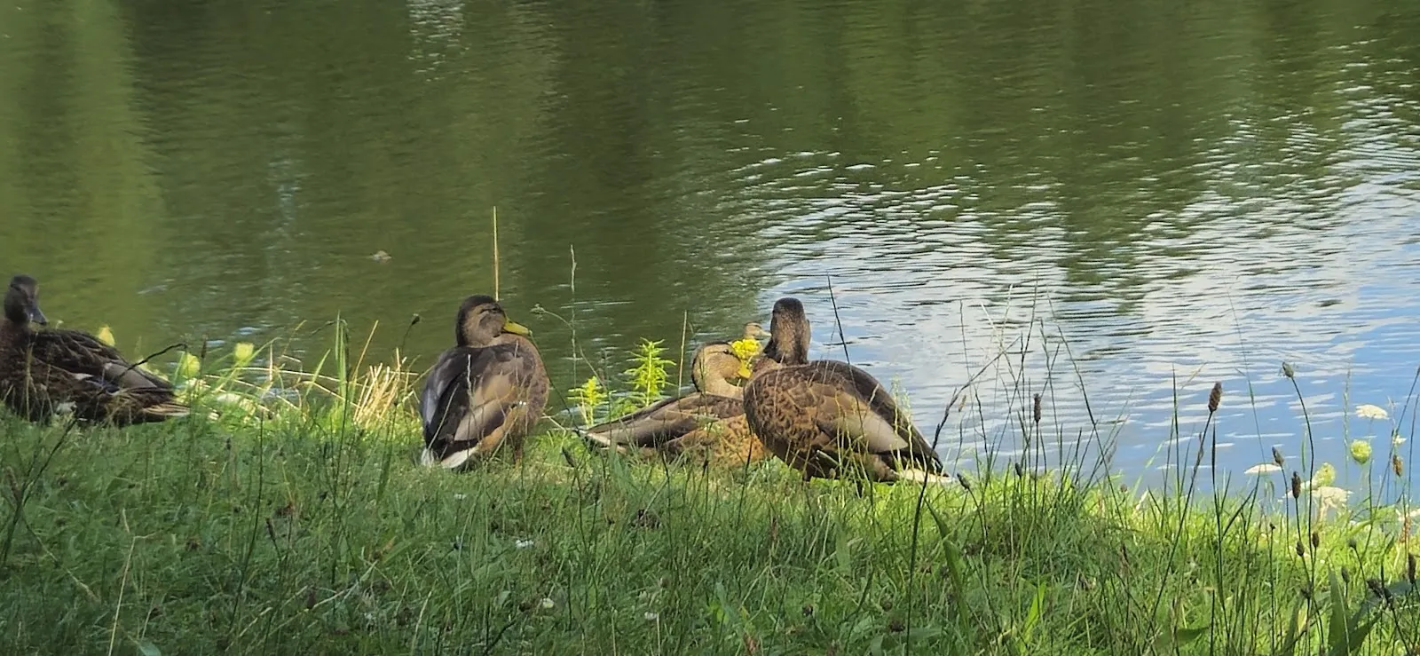 Смотровой мостик Mittelfeldbecken с видом на озеро