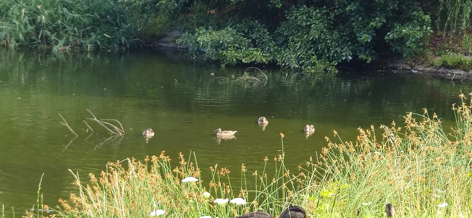 Смотровой мостик Mittelfeldbecken с видом на озеро