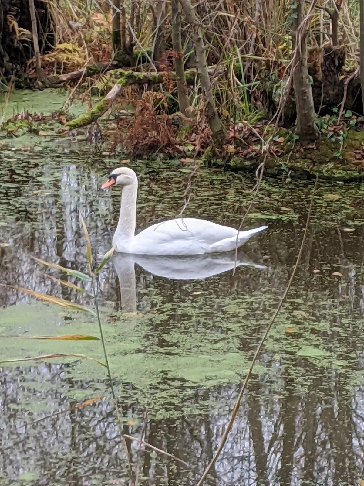 Вид на реку Хафель в природном парке Средний Хафель
