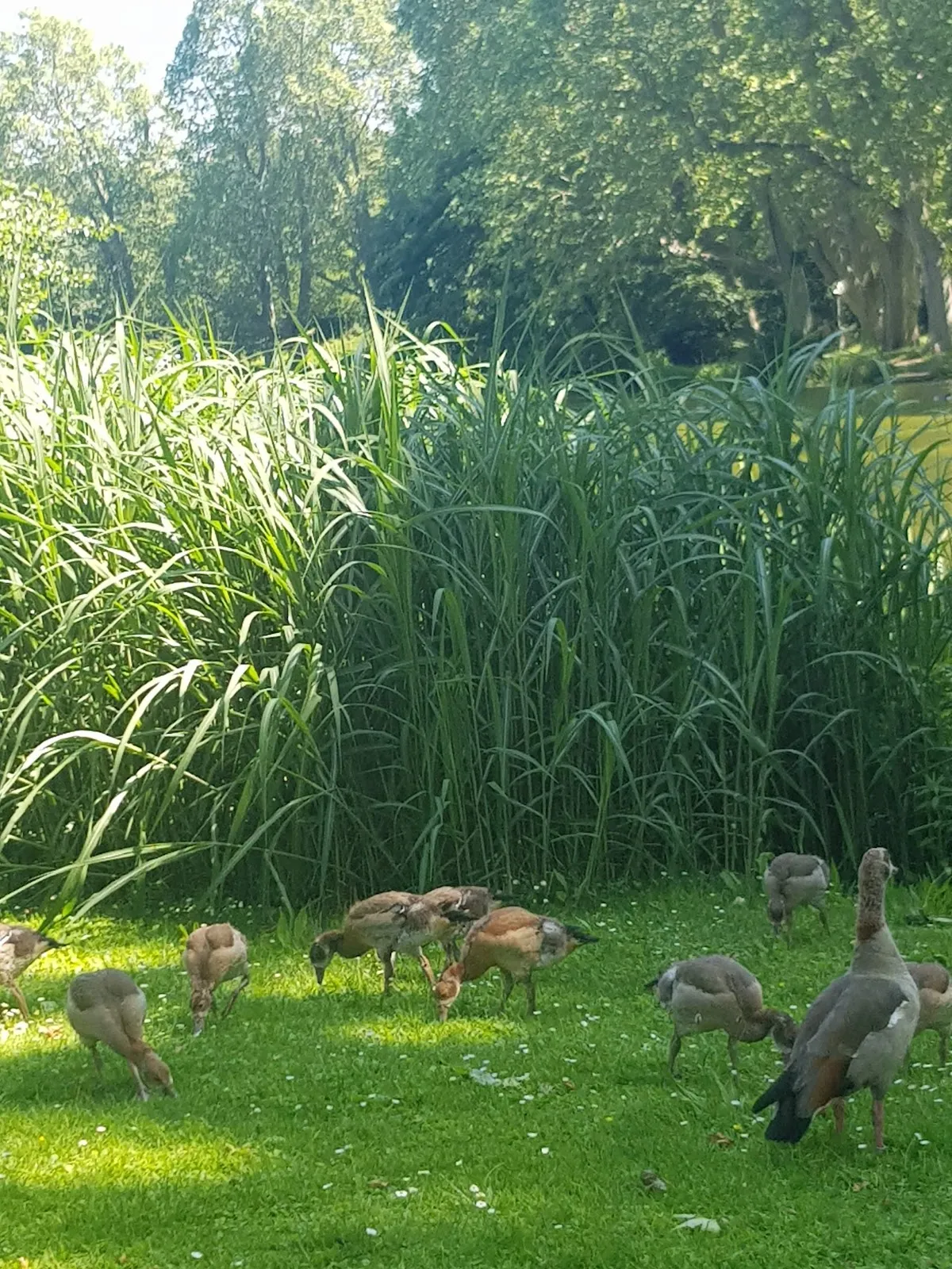 Вид на Средний Шлоссгартен в Штутгарте