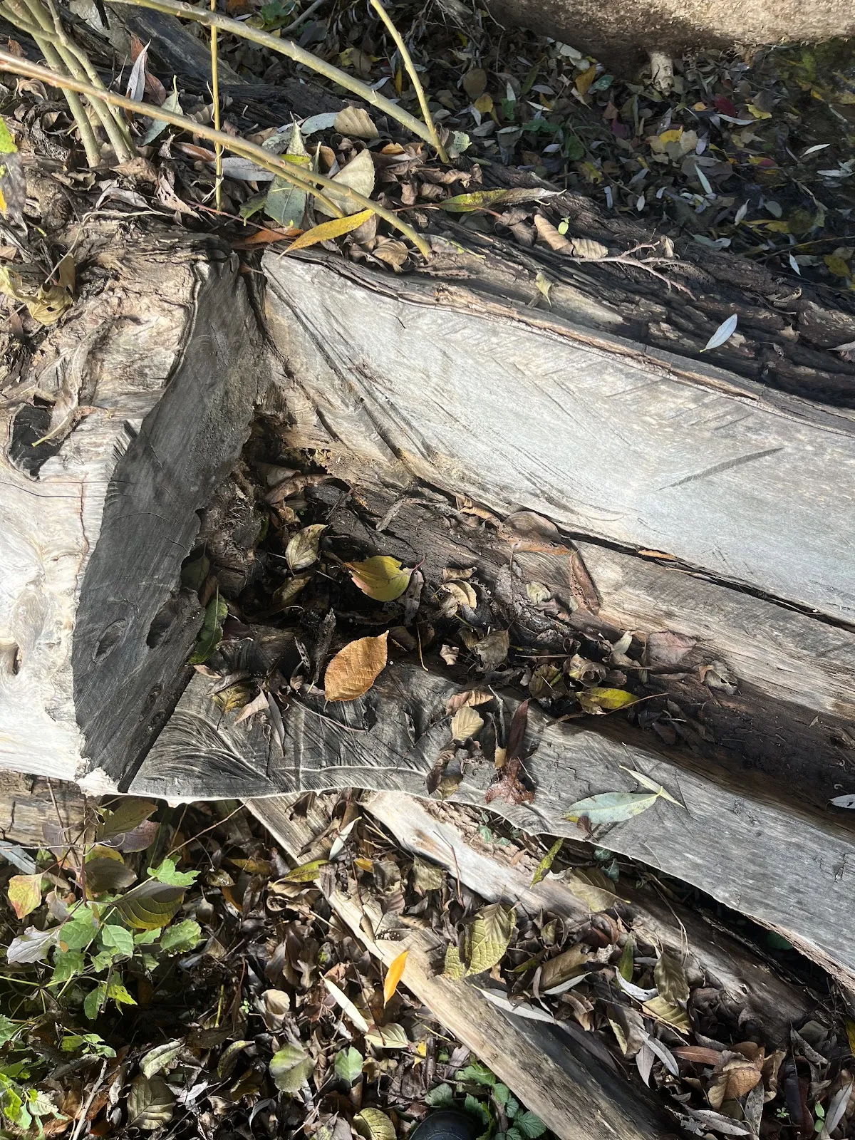 Студенческая скамья Мюльбахера