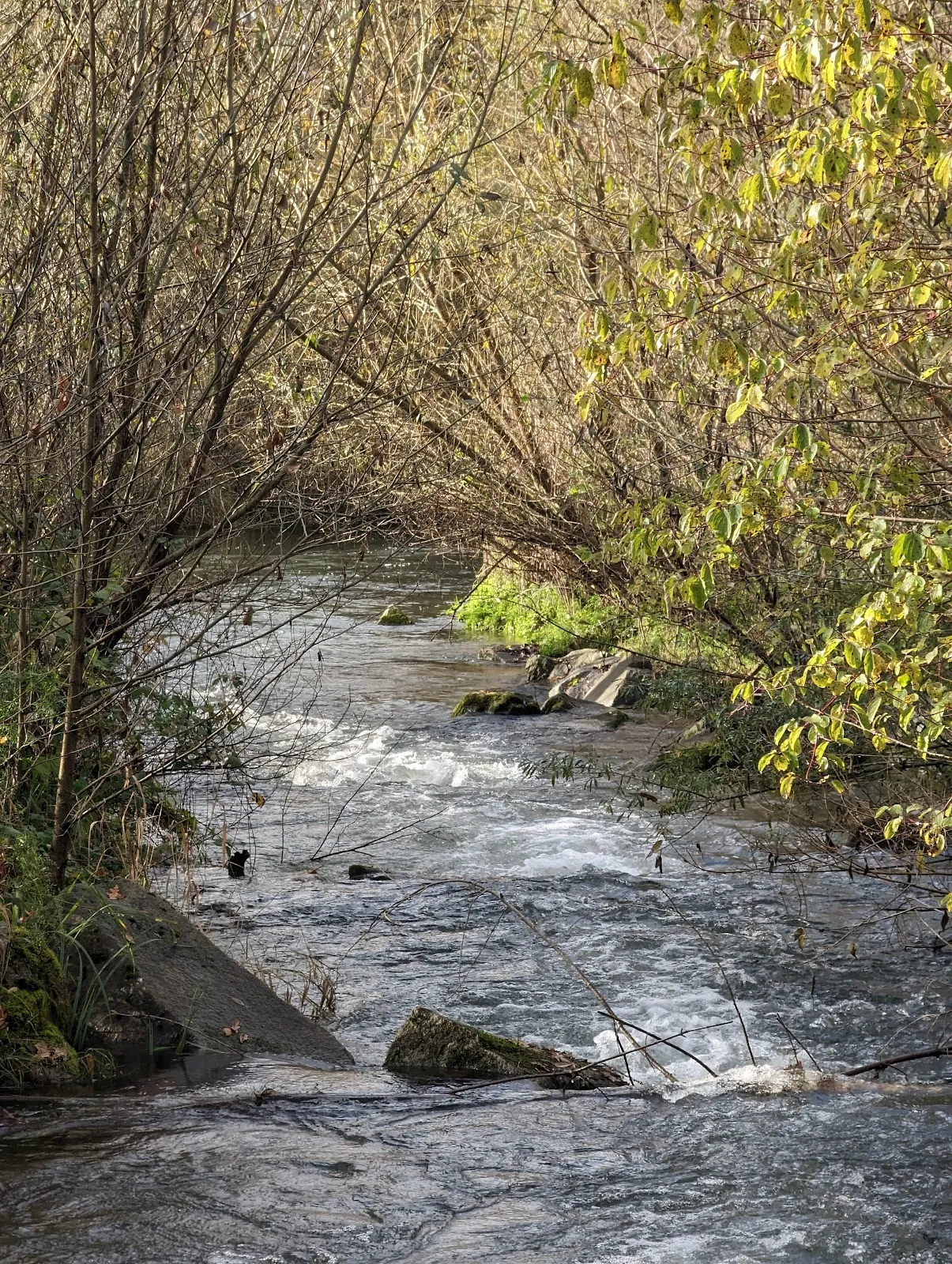 Затопленный лес в заповеднике Таубергюссен