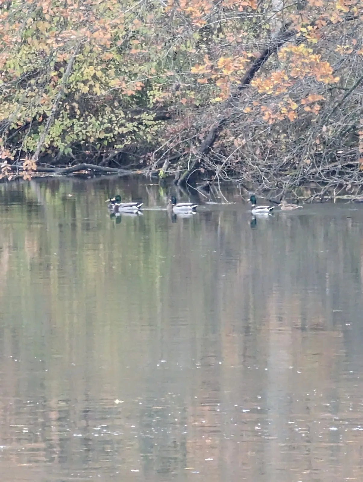 Затопленный лес в заповеднике Таубергюссен