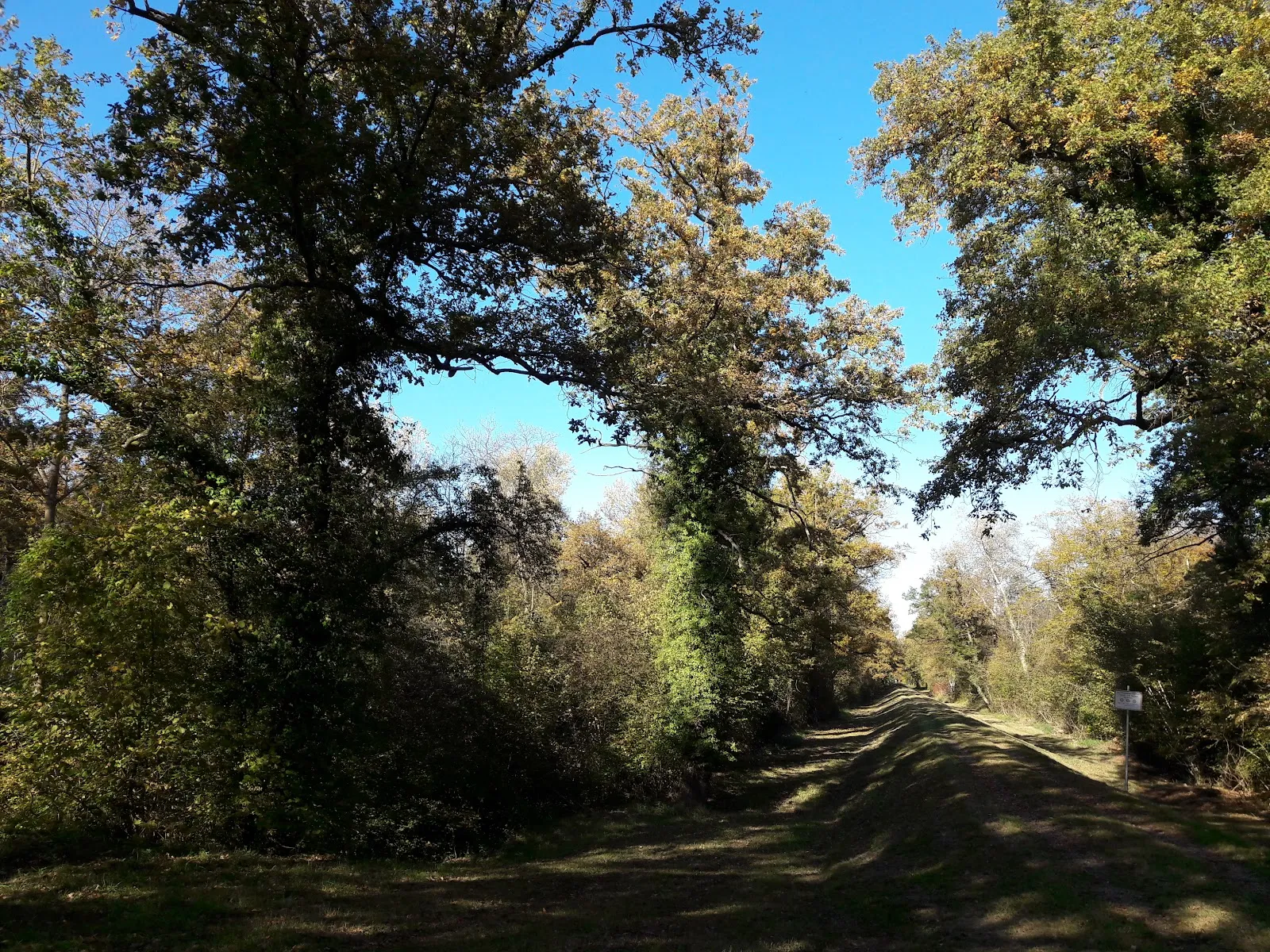 Затопленный лес в заповеднике Таубергюссен