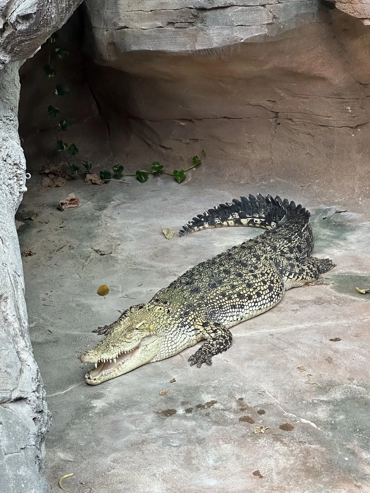 Terrarium & Krokodilhalle