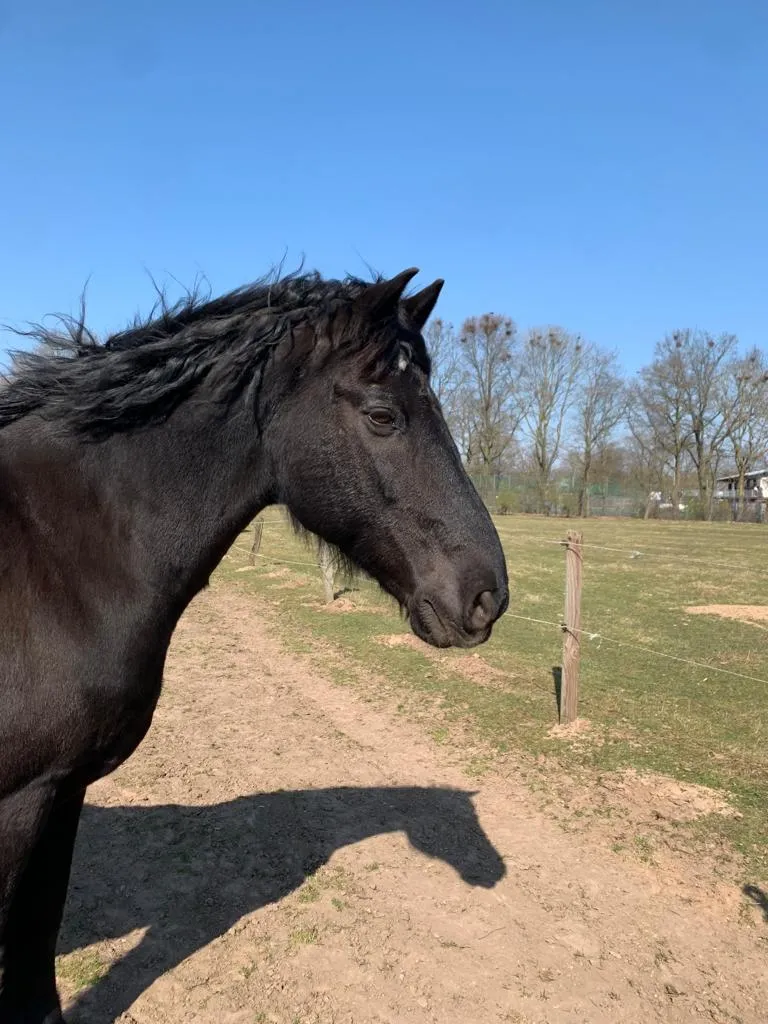 Тир и ландшафтный проект Шпортгартен