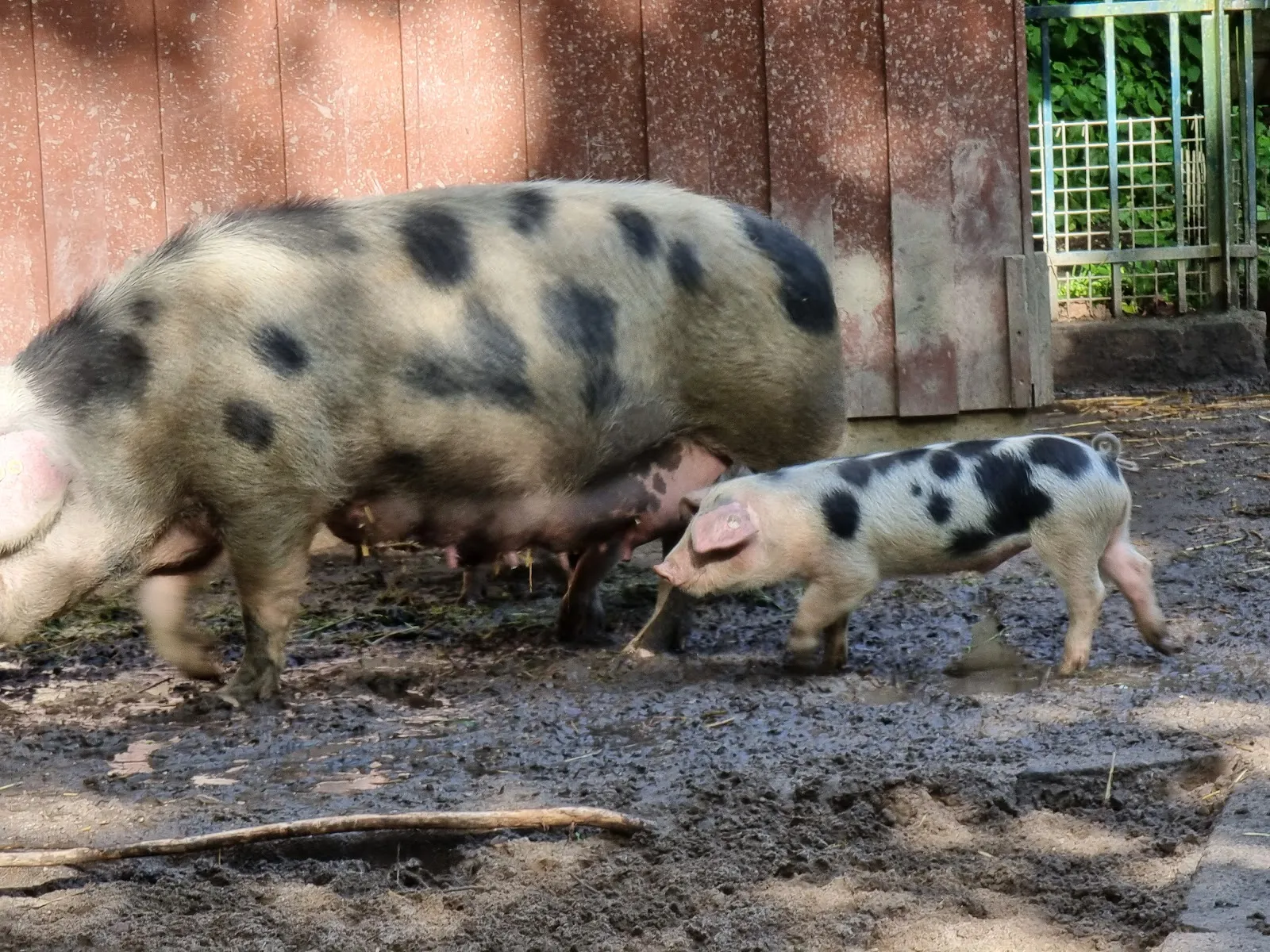 Парк Тиргехеге в Бремене, Германия