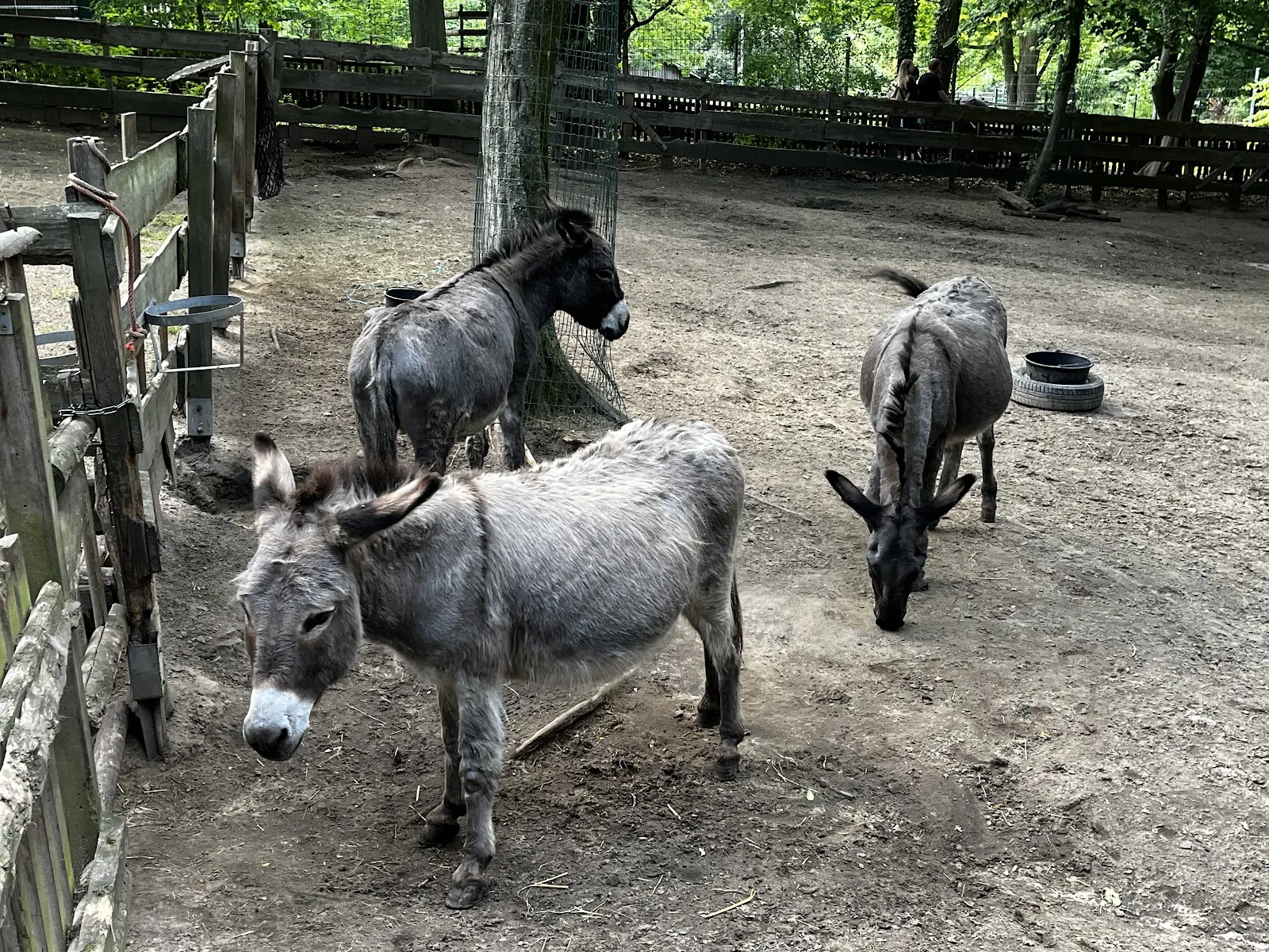 Тирпарк Нойкёльн, Берлин