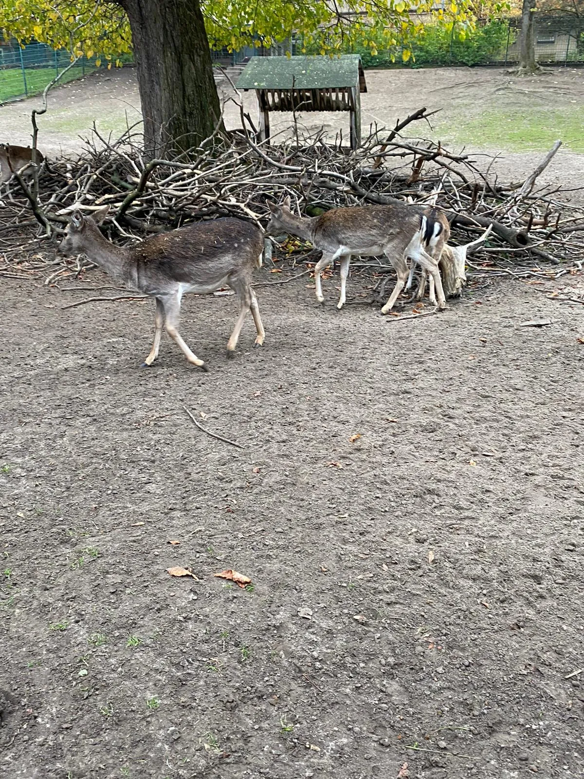 Тирпарк Нойкёльн, Берлин
