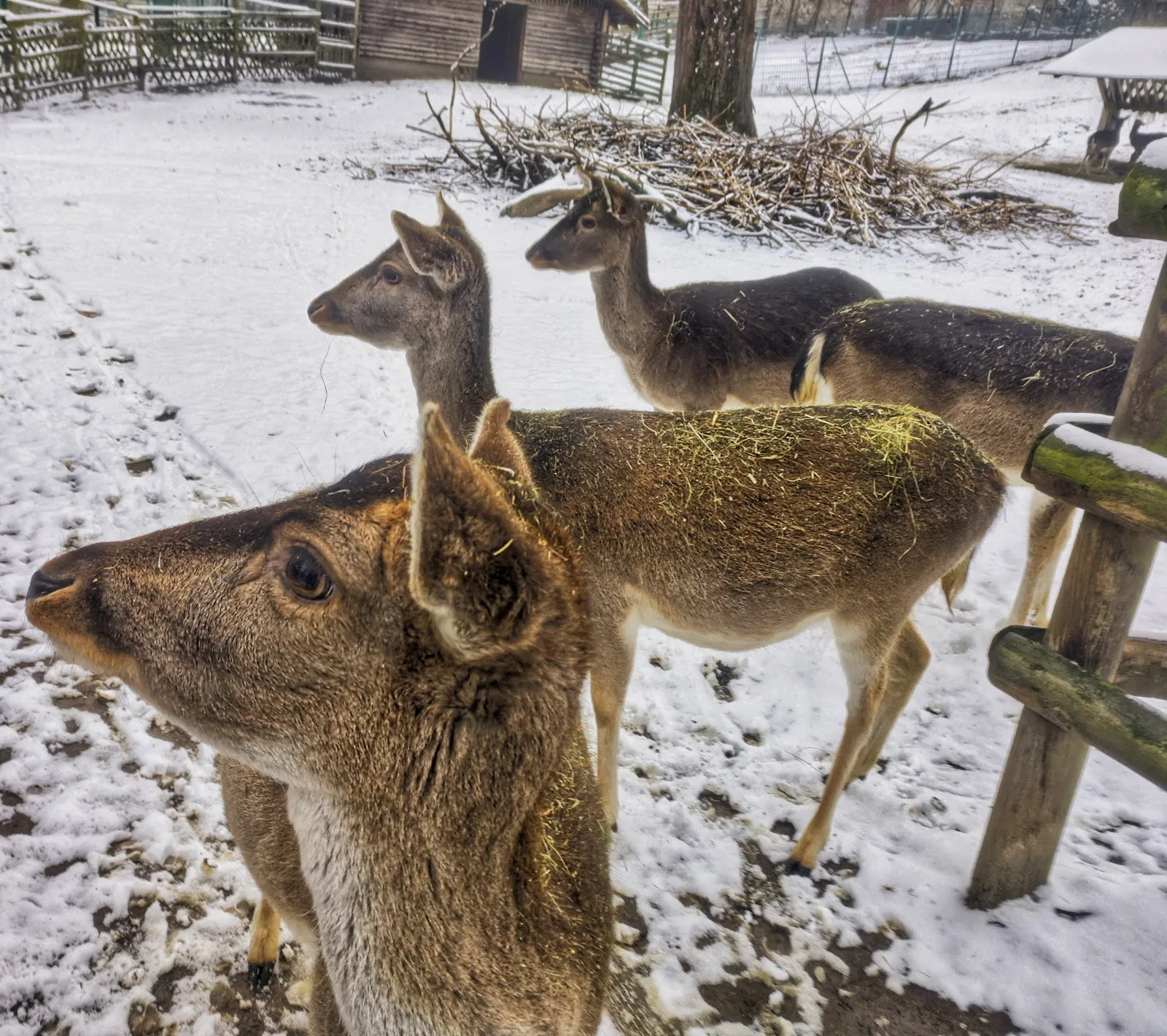 Тирпарк Нойкёльн, Берлин
