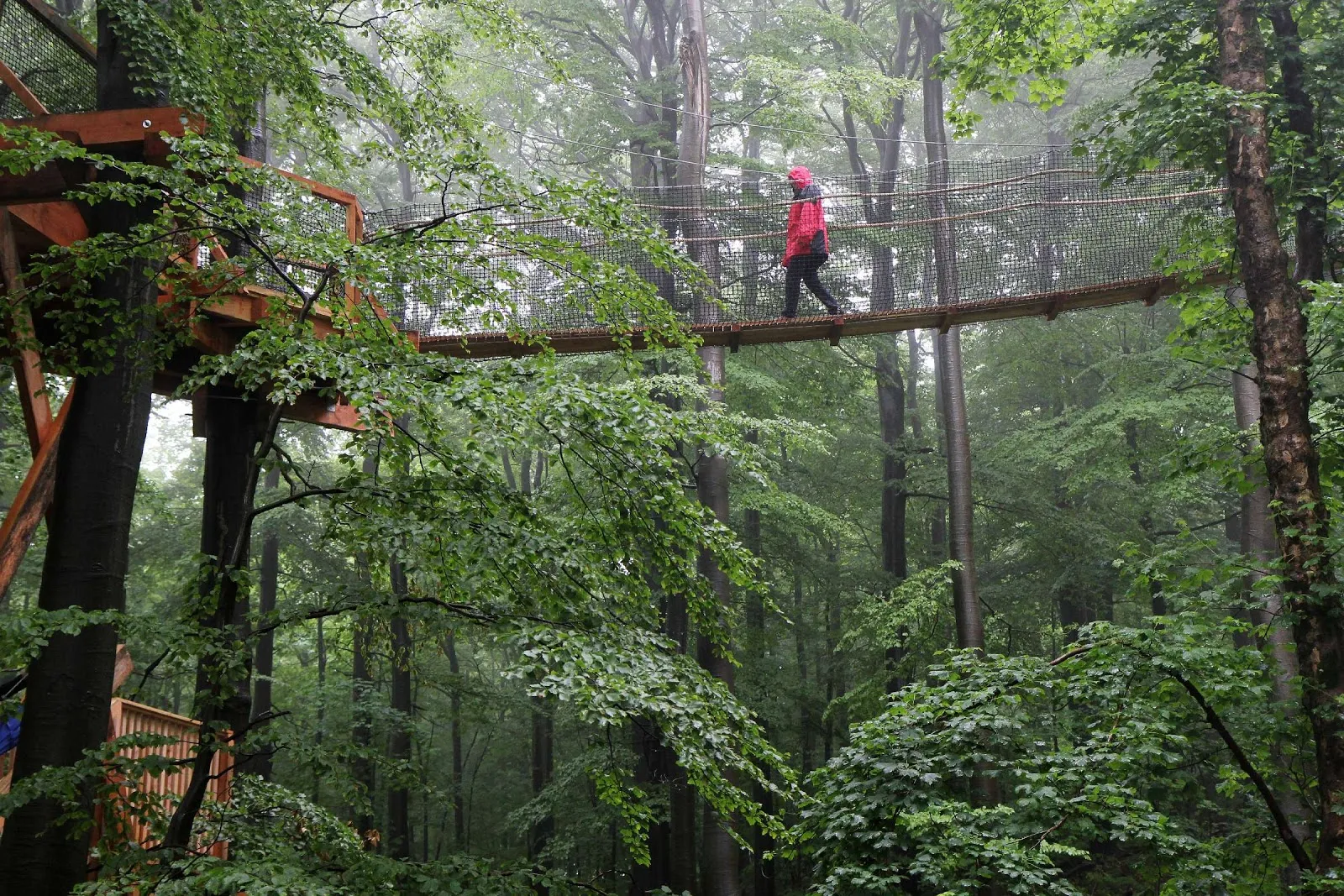 Тропа по верхушкам деревьев Хохеродскопф