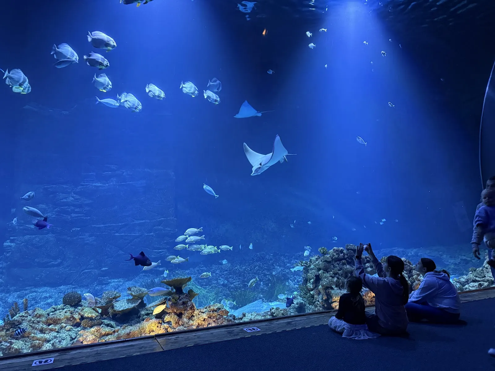 Тропический аквариум