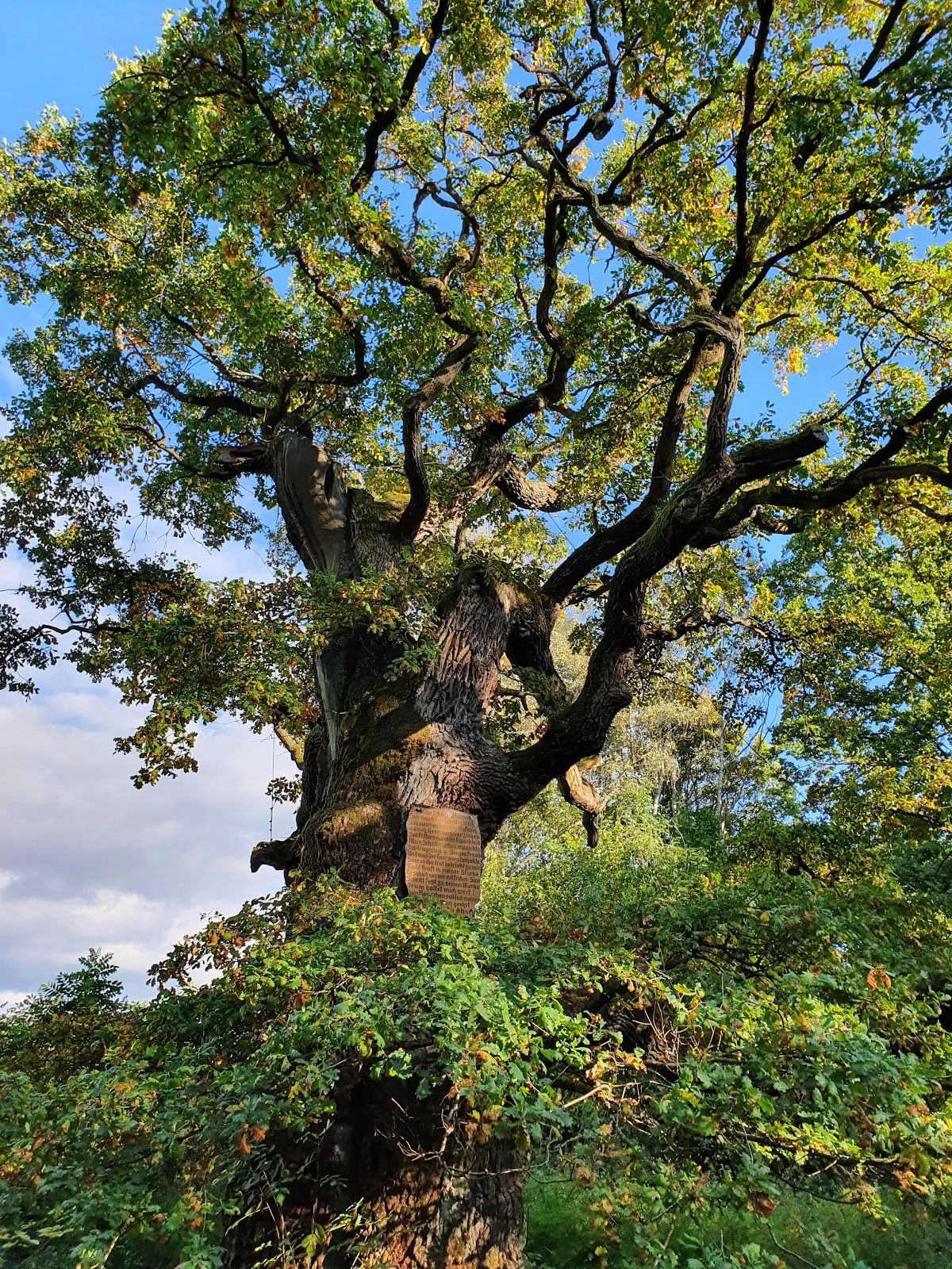 Тысячелетняя дубрава