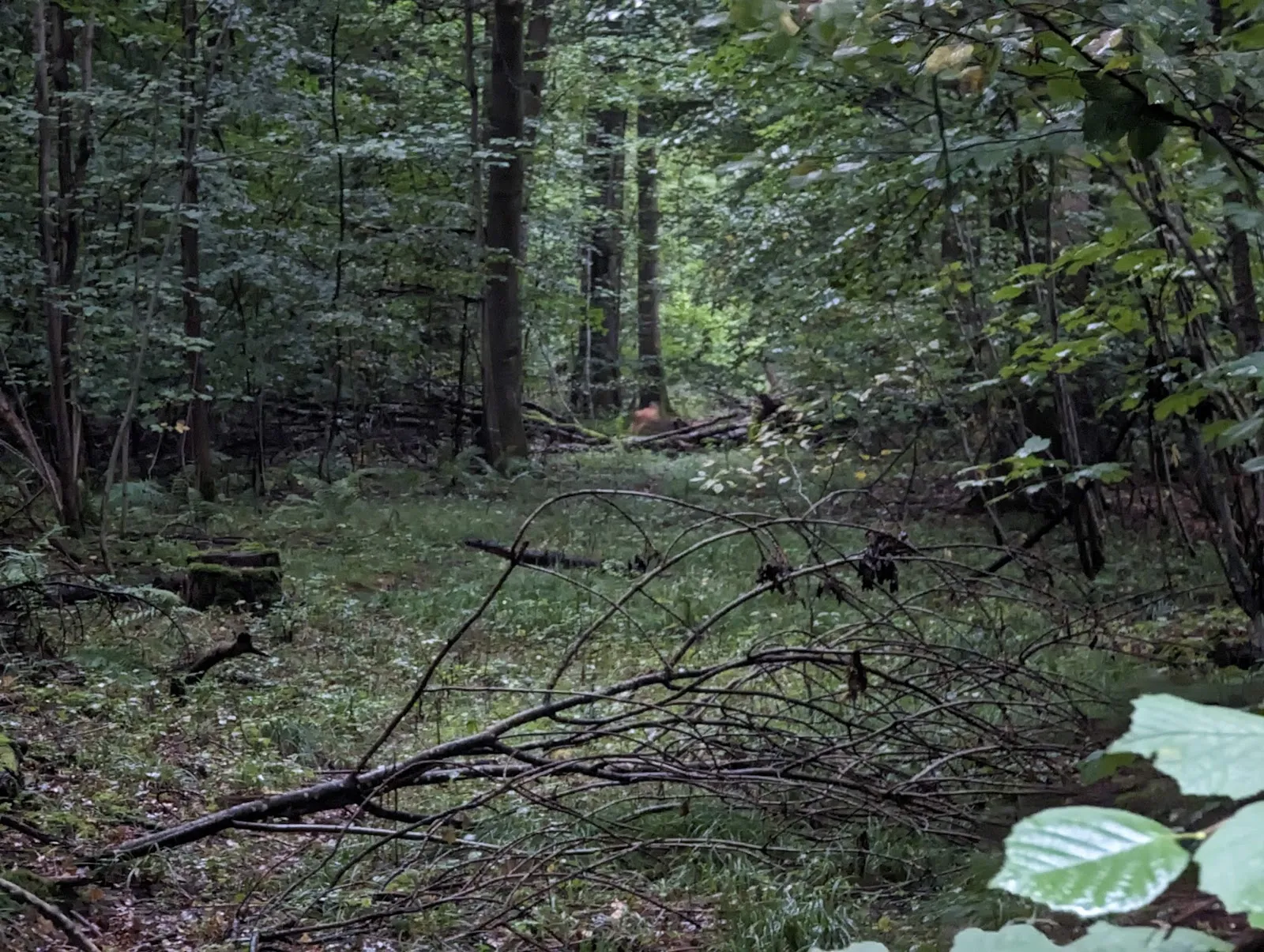 Природный пейзаж заповедника Вайдах унд Цеттахвальд