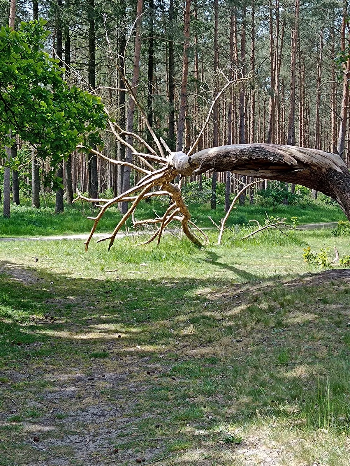 Природный заповедник Варвер Занд в Германии