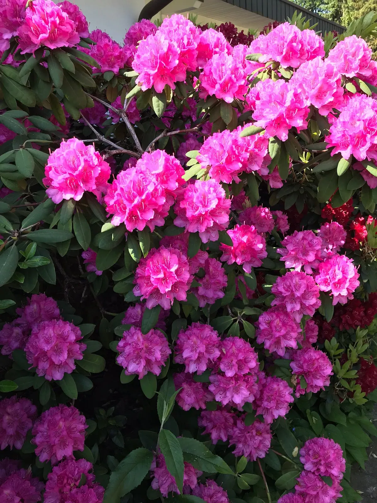 Вегезакский рынок