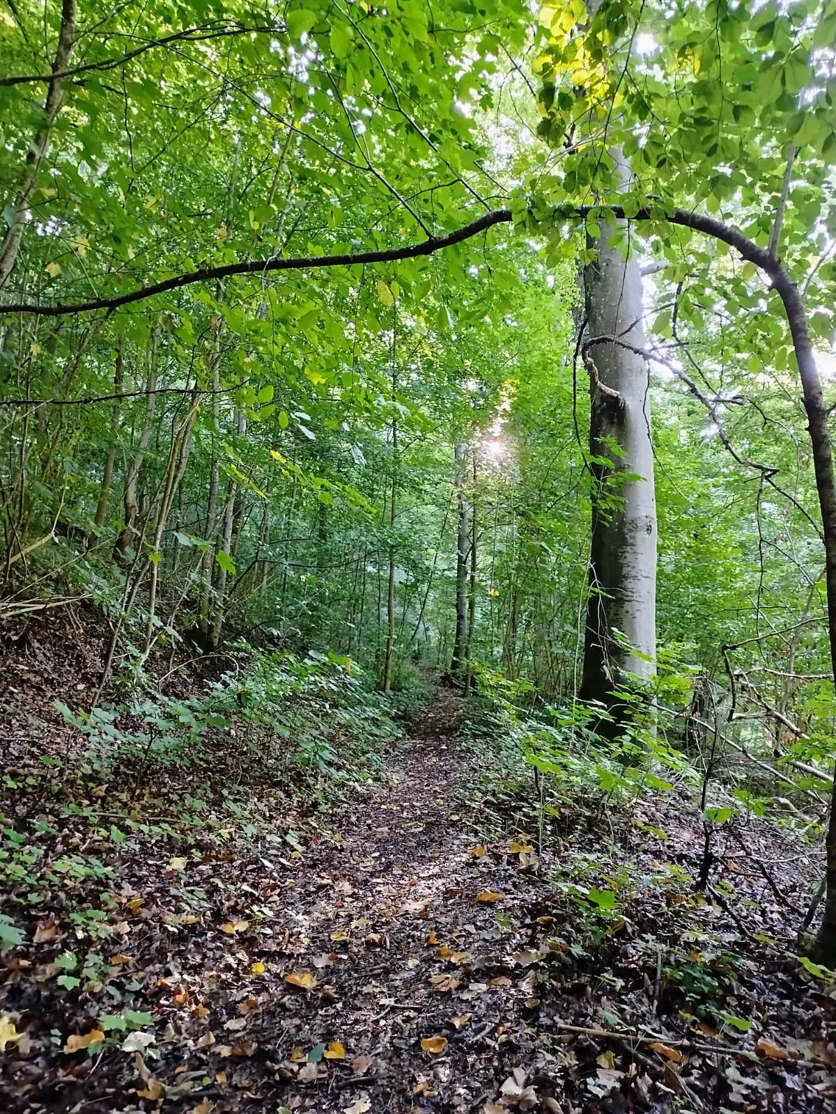Пейзаж Верхней долины Леннинген с лесами и полями.