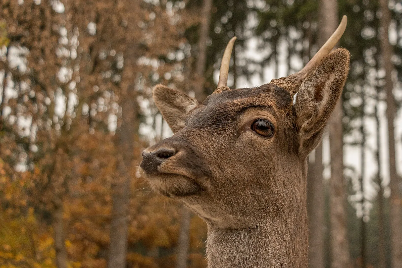 Вильдпарк Пойнг