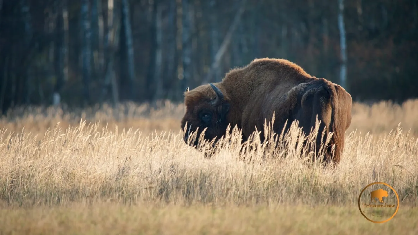 Вильдпарк Шорфхайде