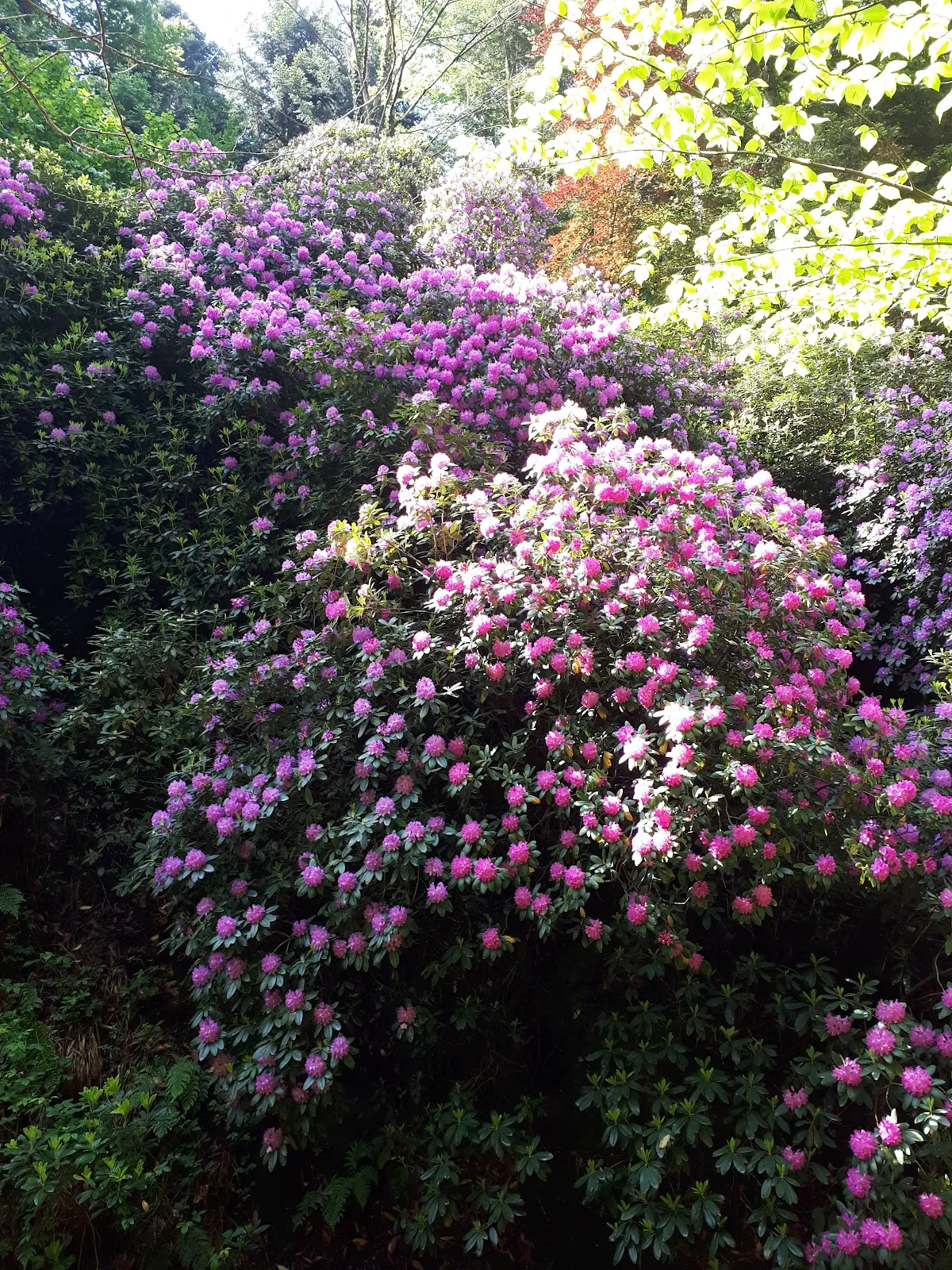Вид на Водопад Герольдсау в Баден-Бадене
