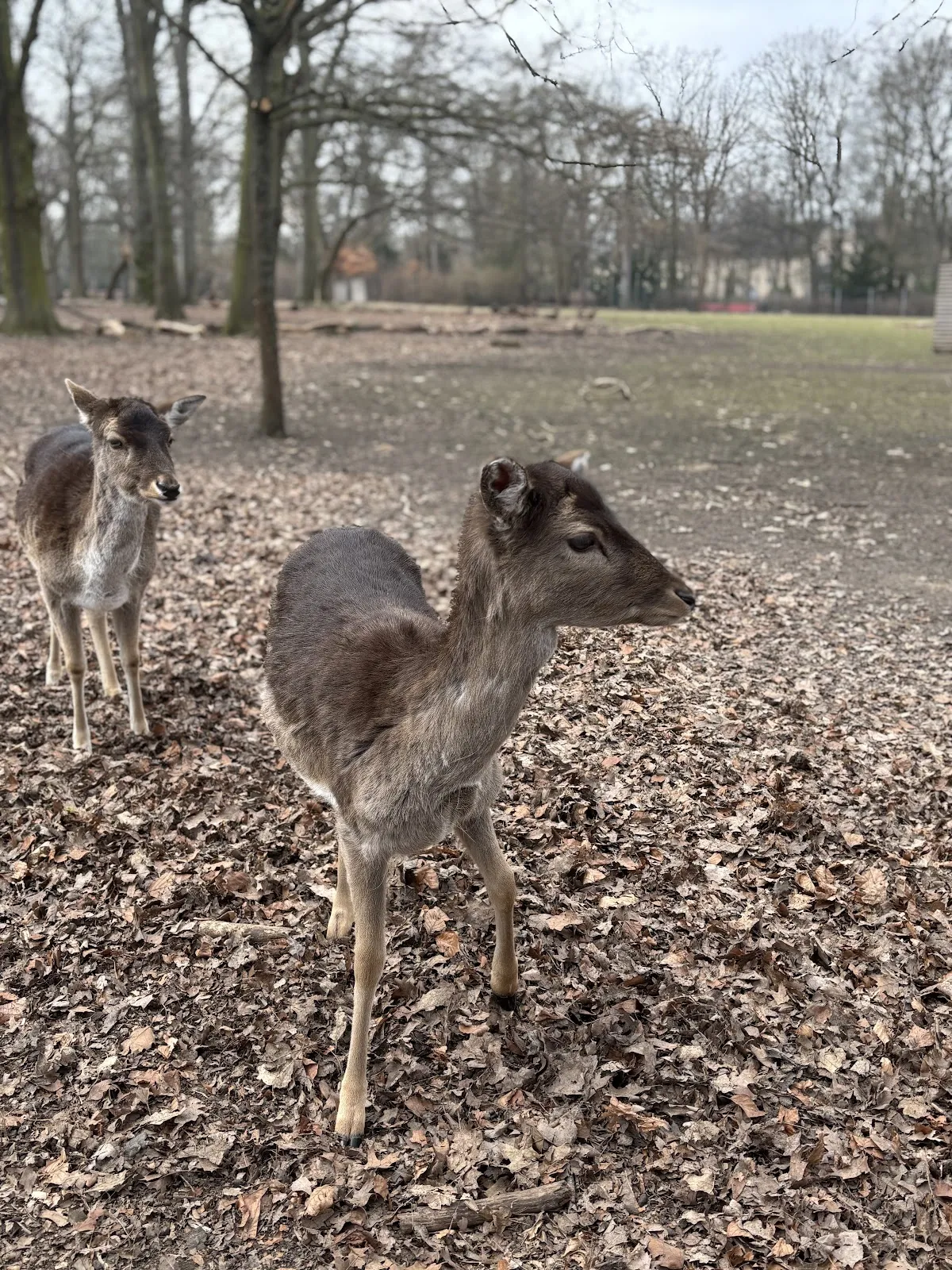 Вольер с даниэлями и муфлонами в парке дикой природы в Берлине