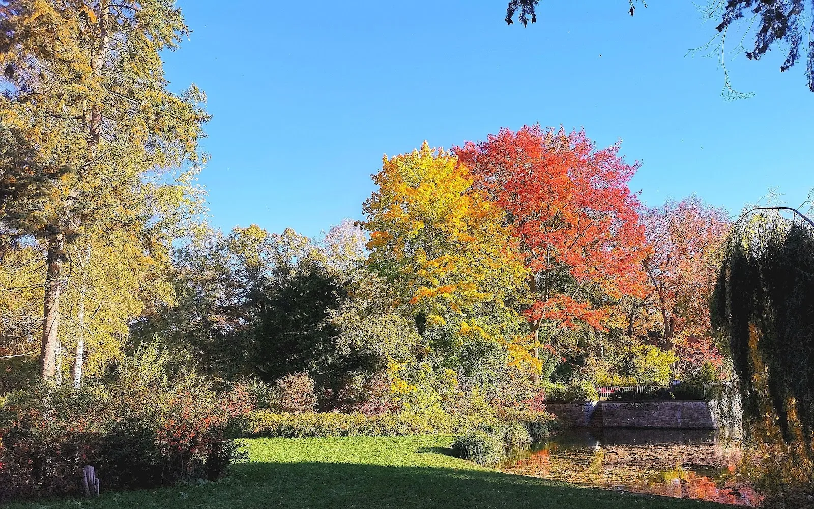 Вольер с даниэлями и муфлонами в парке дикой природы в Берлине