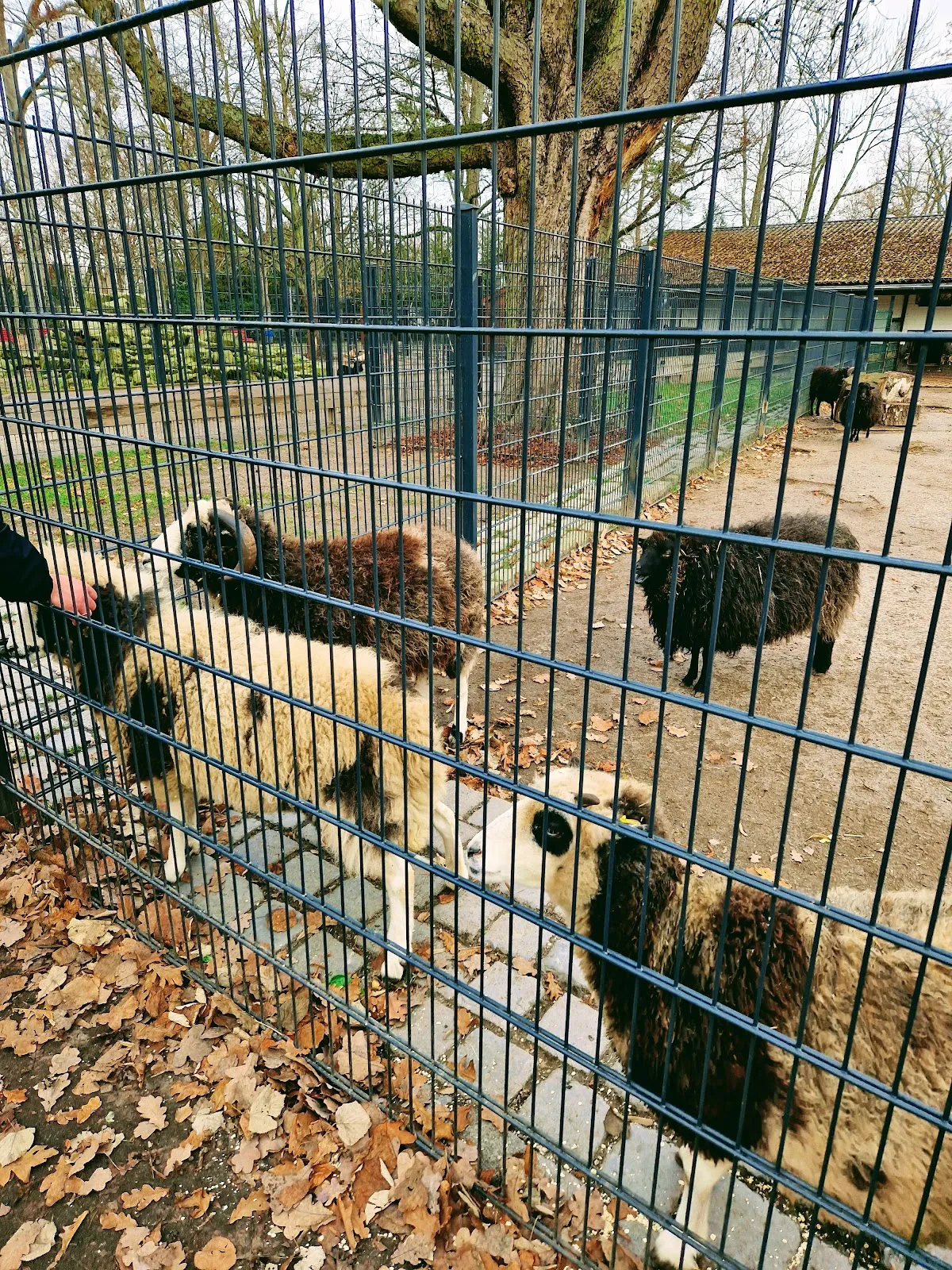 Вольер с даниэлями и муфлонами в парке дикой природы в Берлине