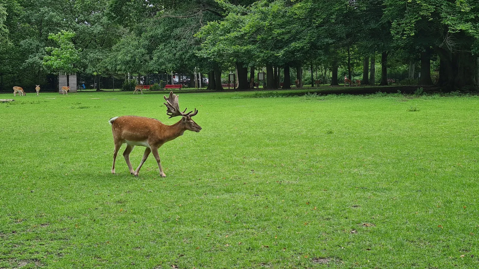 Вольер с даниэлями и муфлонами в парке дикой природы в Берлине