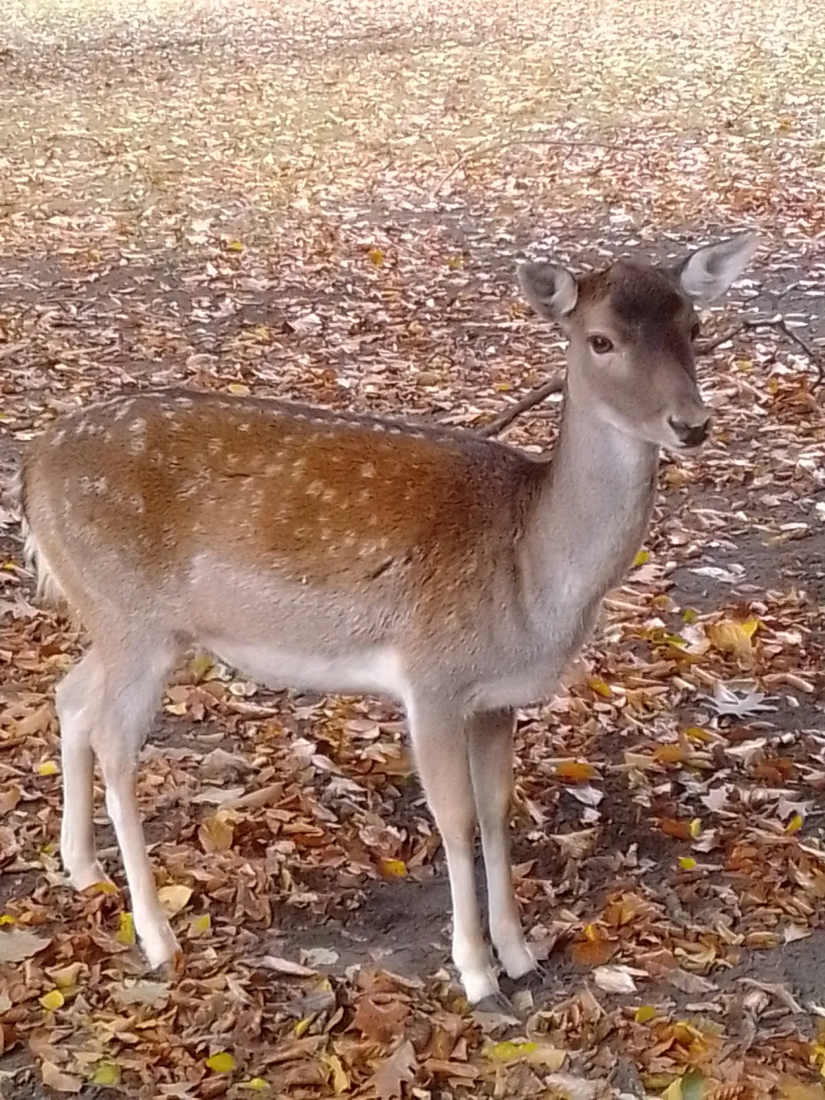 Вольер с даниэлями и муфлонами в парке дикой природы в Берлине