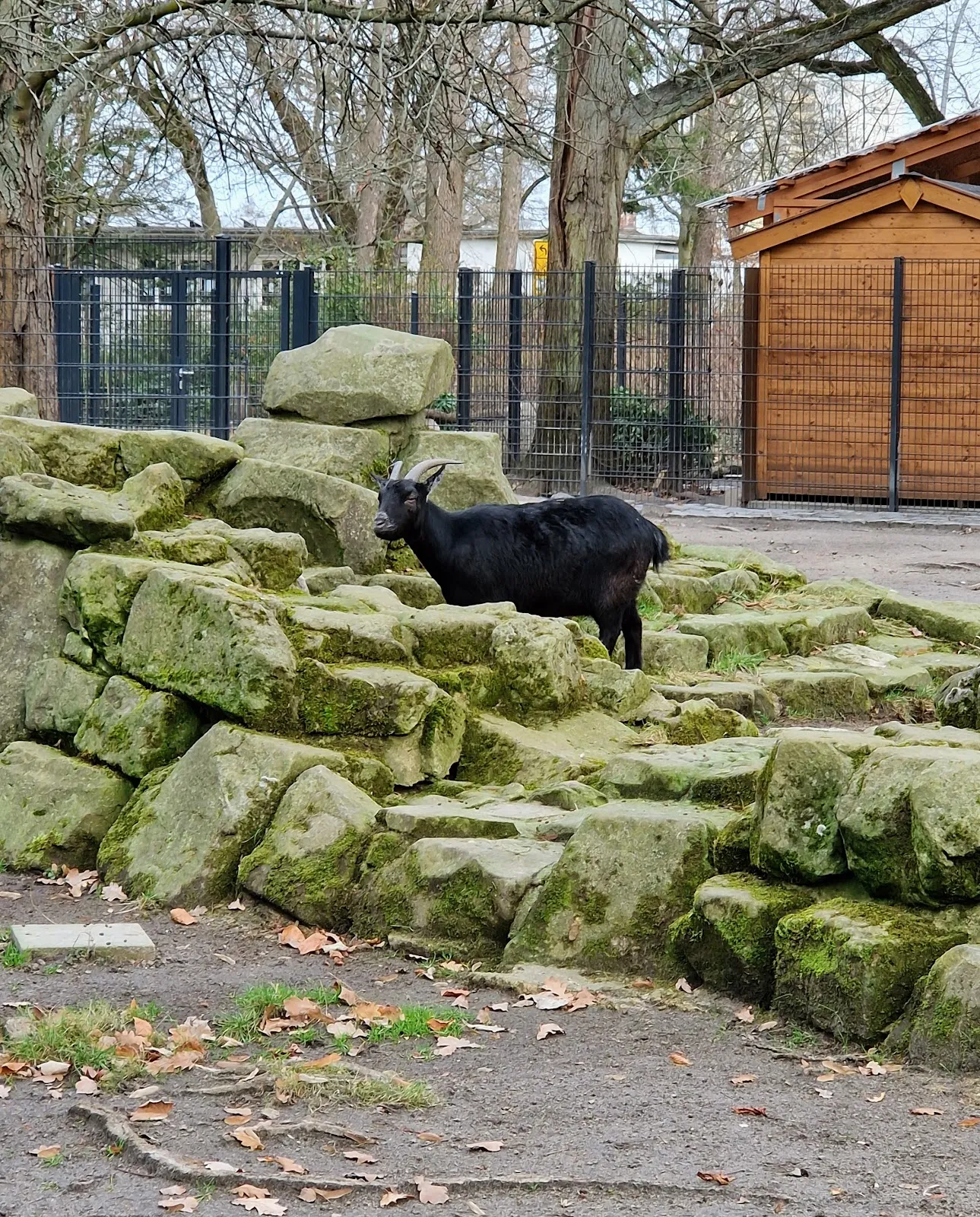 Вольер с даниэлями и муфлонами в парке дикой природы в Берлине