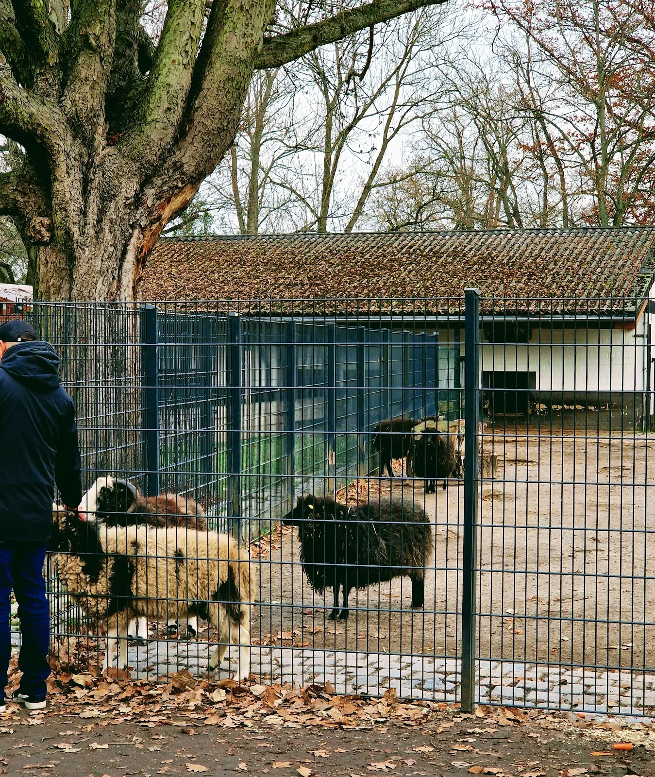 Вольер с даниэлями и муфлонами в парке дикой природы в Берлине