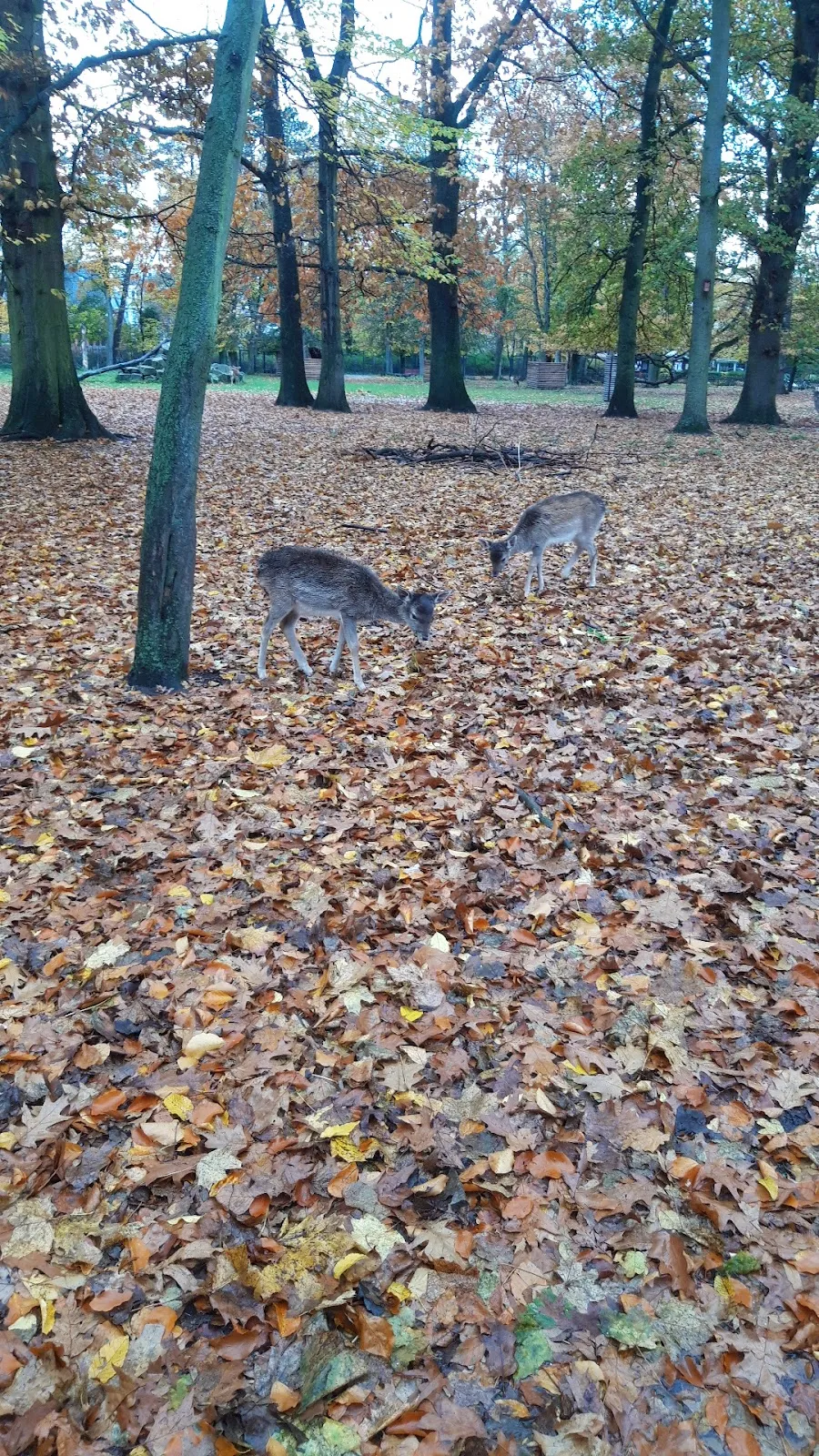 Вольер с даниэлями и муфлонами в парке дикой природы в Берлине