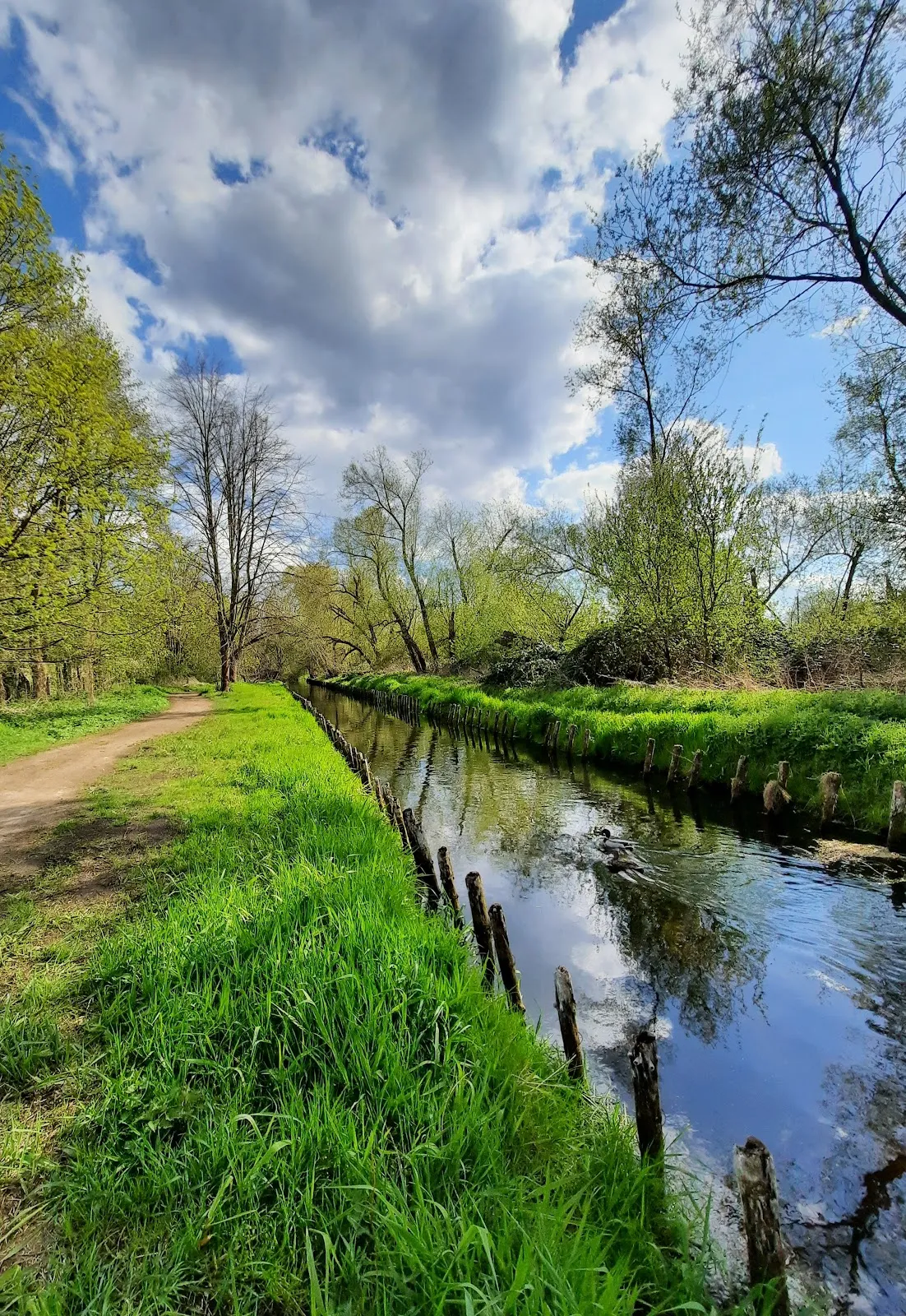 Живописный лесной пейзаж в Грюнвальде, Берлин