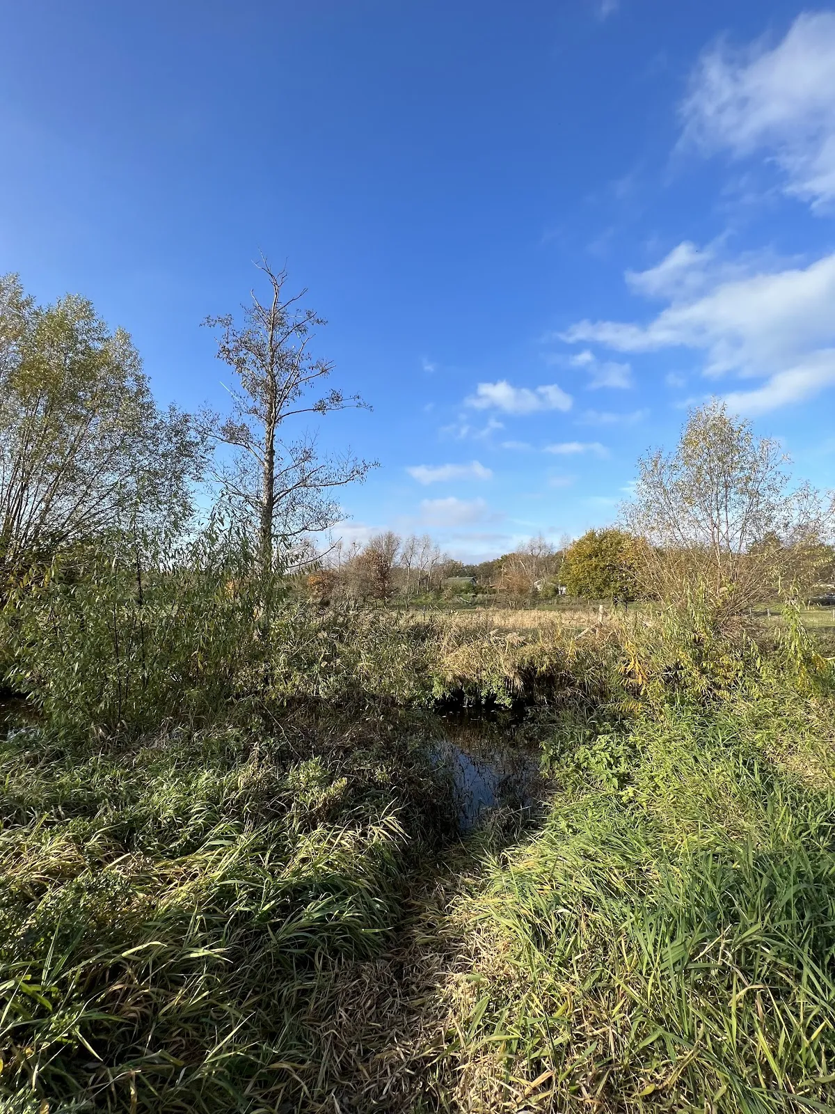 Живописный лесной пейзаж в Грюнвальде, Берлин