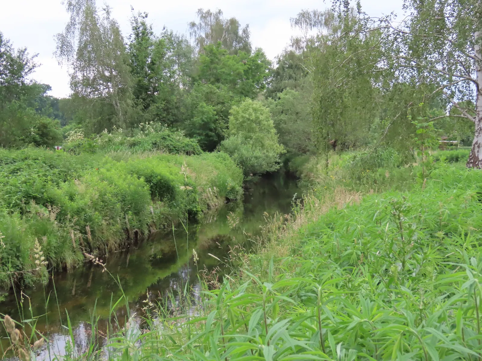 Живописный лесной пейзаж в Грюнвальде, Берлин
