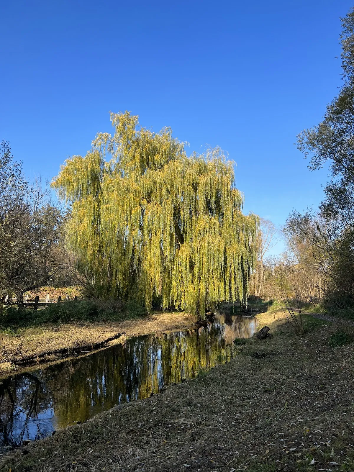 Живописный лесной пейзаж в Грюнвальде, Берлин