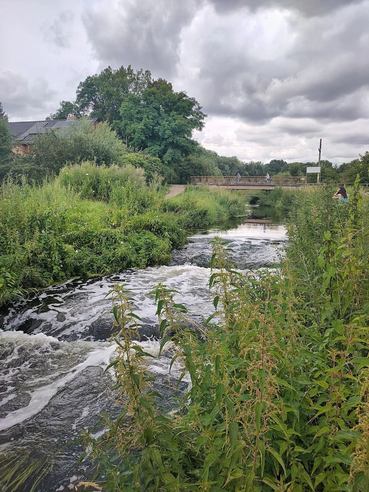 Живописный лесной пейзаж в Грюнвальде, Берлин
