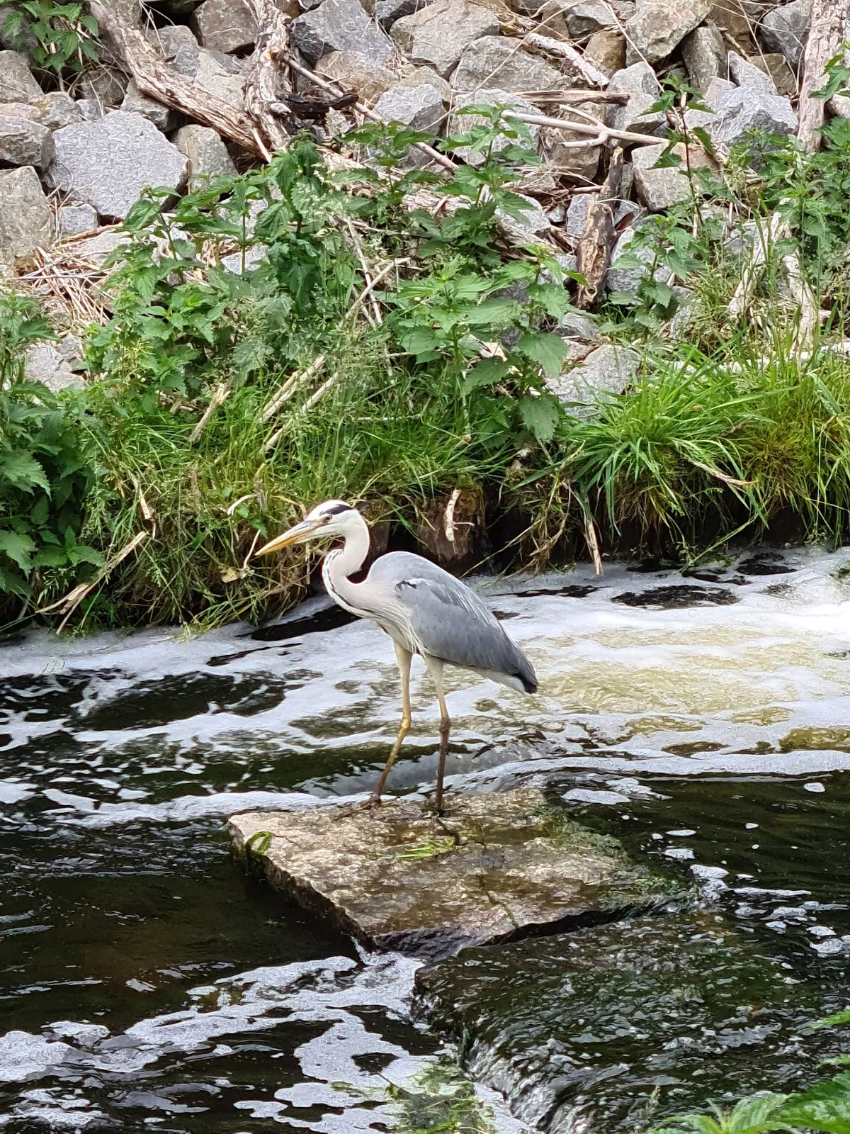 Живописный лесной пейзаж в Грюнвальде, Берлин