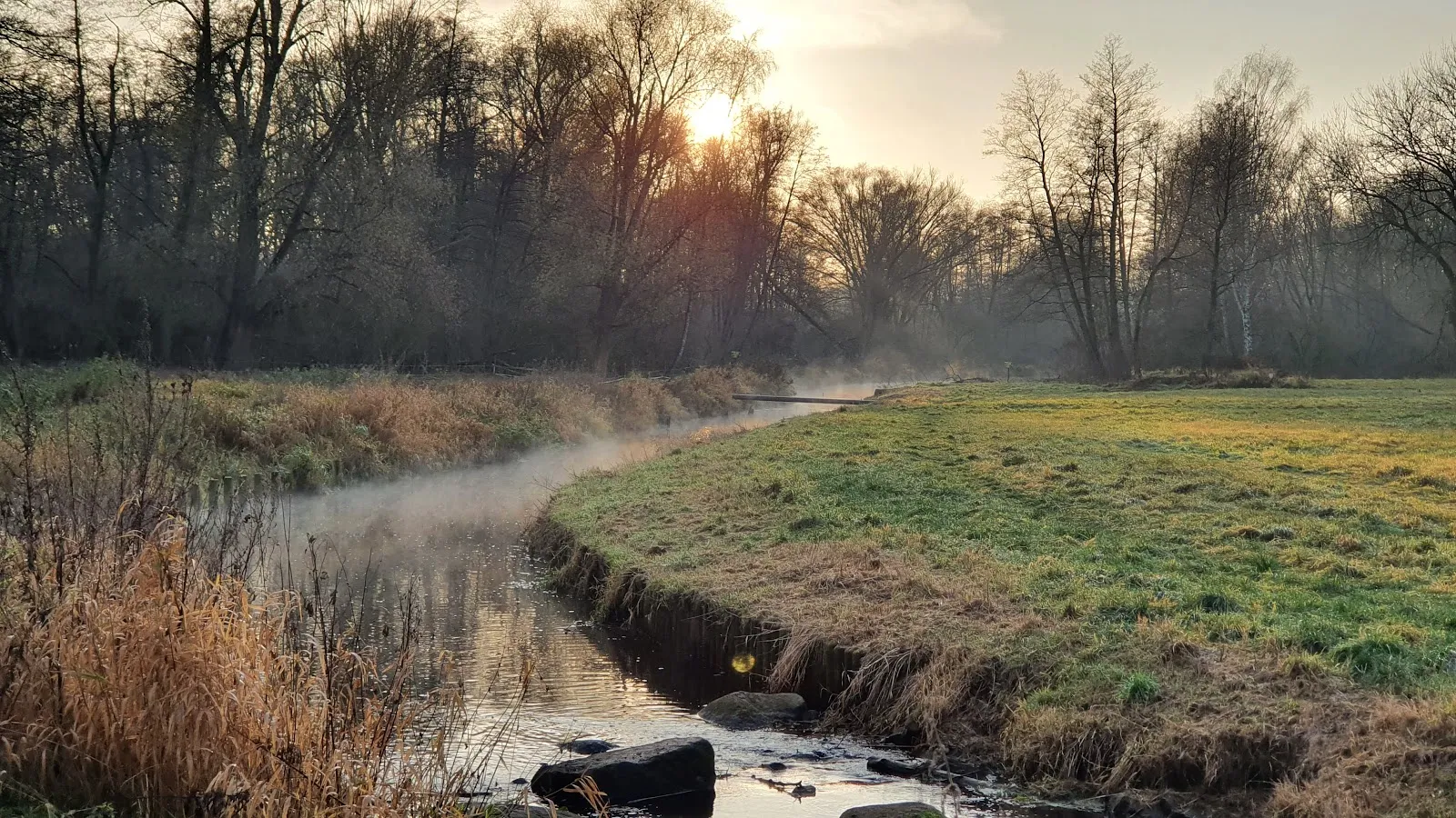 Живописный лесной пейзаж в Грюнвальде, Берлин