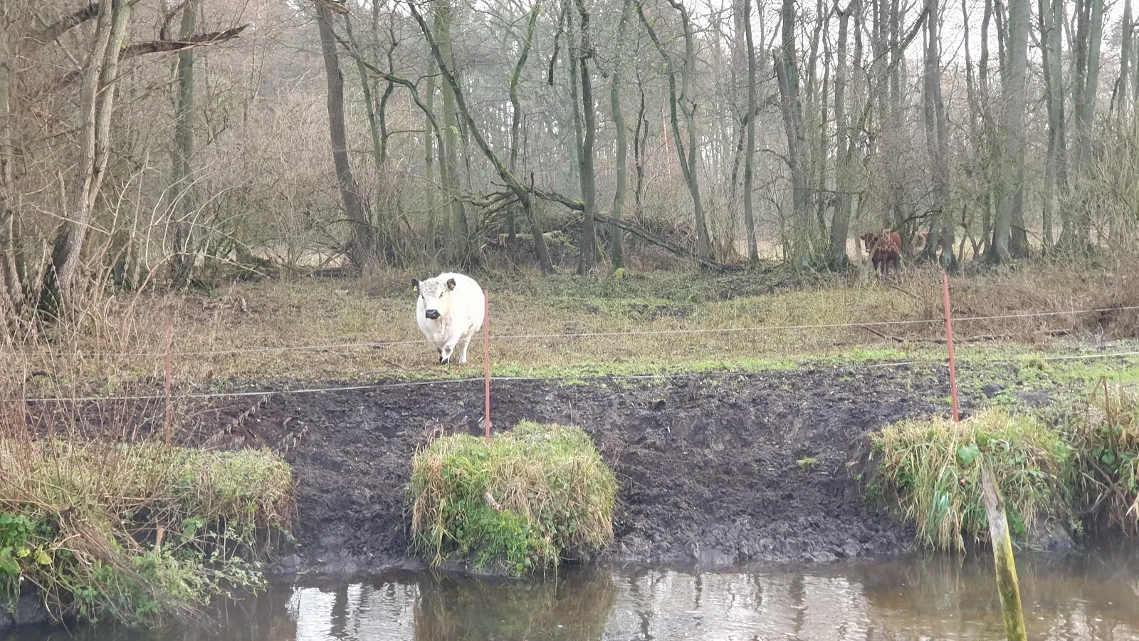 Живописный лесной пейзаж в Грюнвальде, Берлин