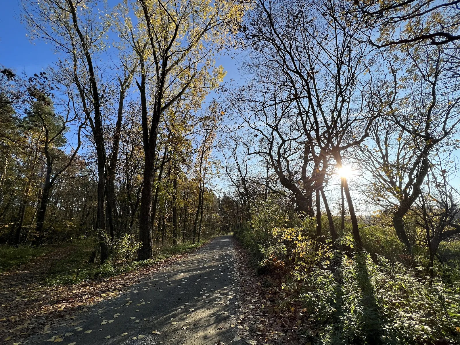 Живописный лесной пейзаж в Грюнвальде, Берлин