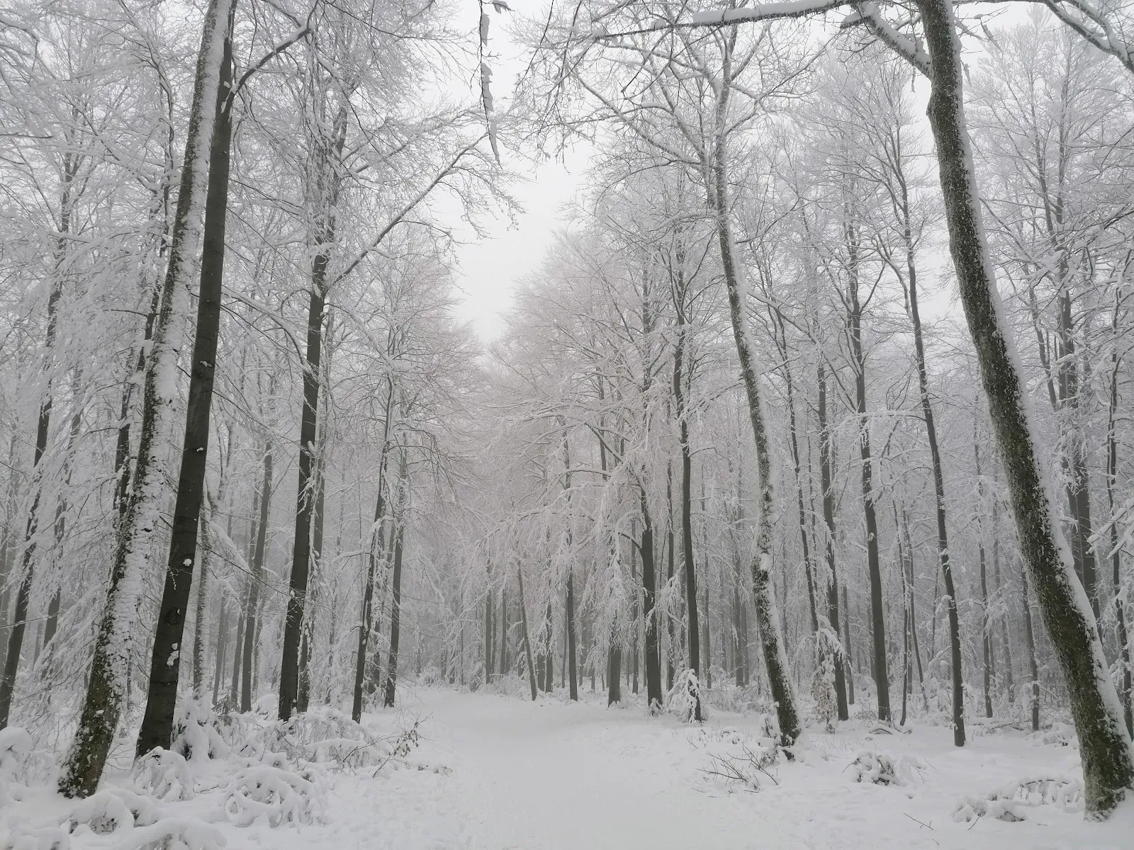 Вид на гору Хохеродскопф в солнечный день