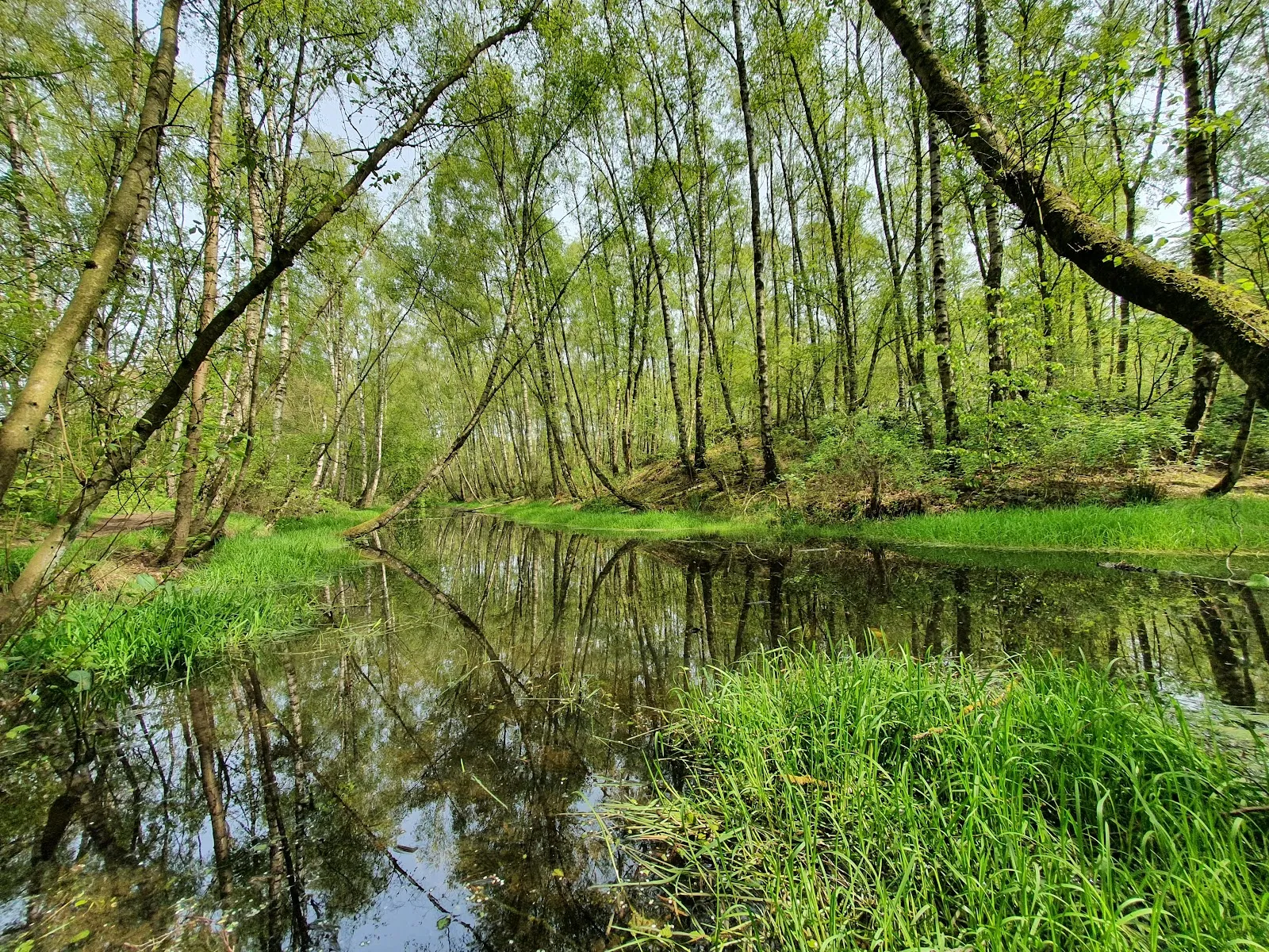 Природный пейзаж Заповедника Ам Штадтвальдзе с озером и зеленью