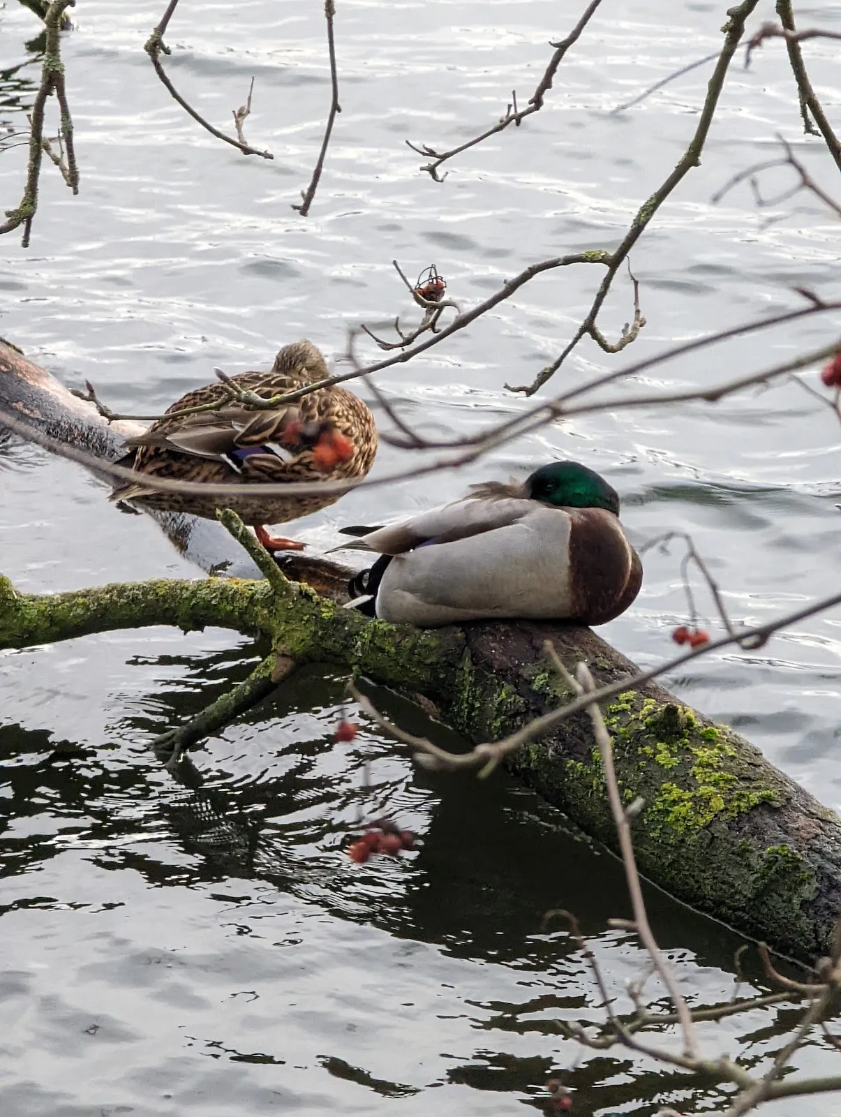 Природный пейзаж Заповедника Ам Штадтвальдзе с озером и зеленью